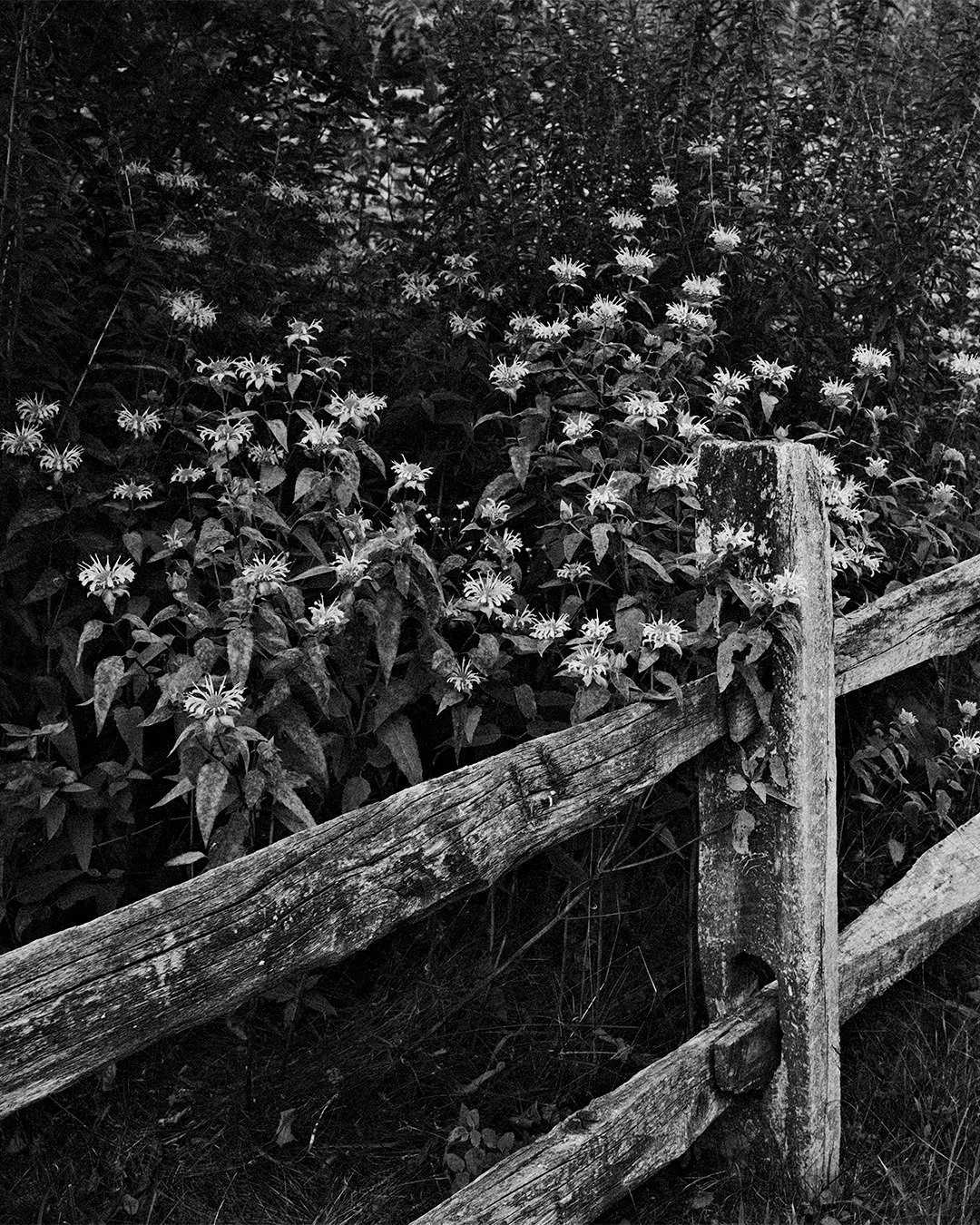 .
.
Kodak Tri-X 400 Film Recipe- Fujifilm X100V
.
.