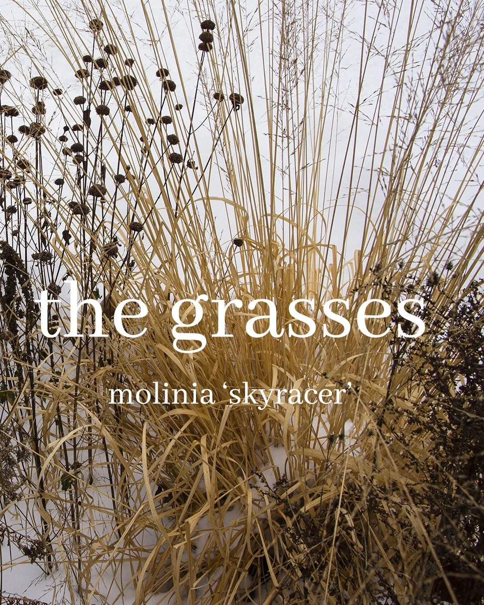 Graceful Grass