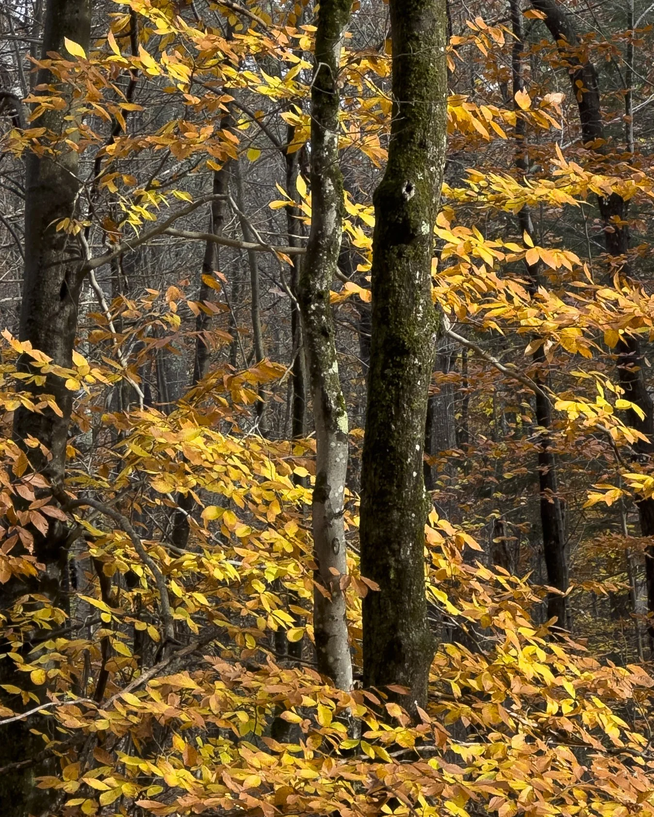 Photographing in November