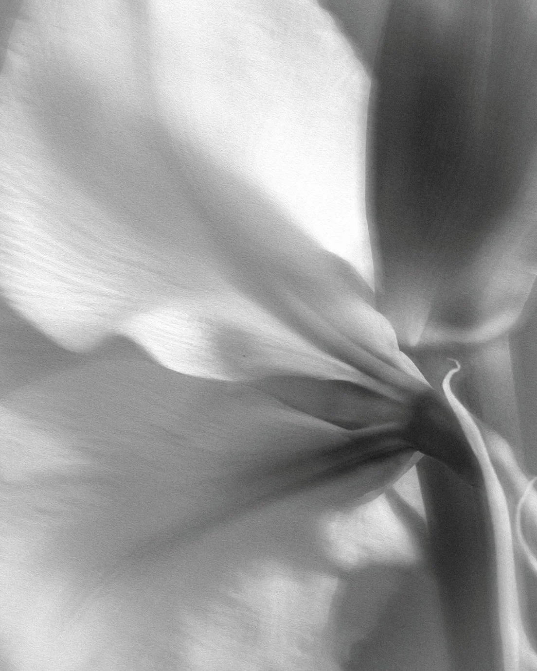 Amaryllis-Bustin&rsquo; out all over. Thanks Jeanne and the gang at Tahilla @jeanne.henriques for the welcome burst of spring color!