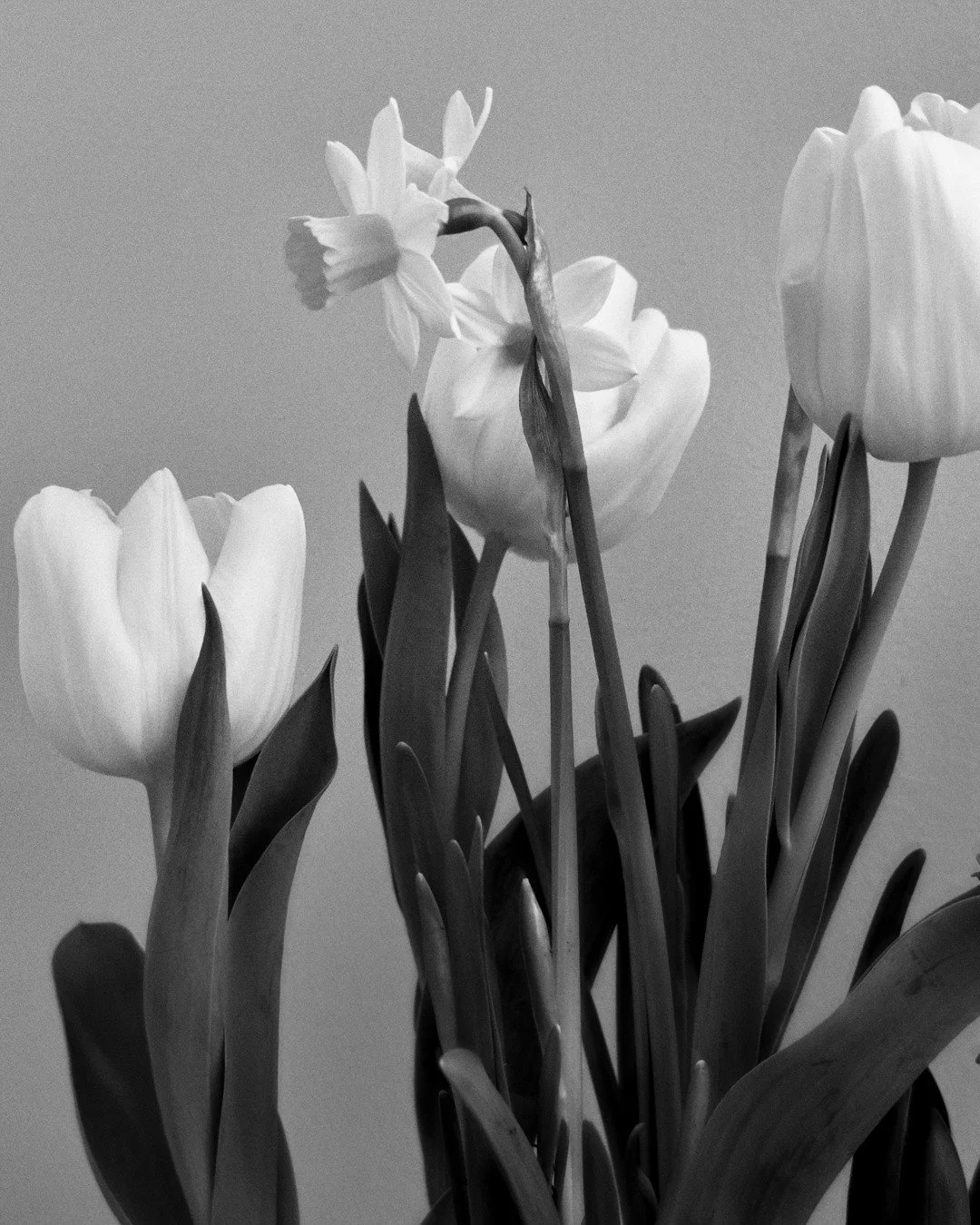 .
.
Thanks Alison @alison.fisher for the lovely bit of spring cheer! A real breath of sunshine on these cold March mornings!
.
.