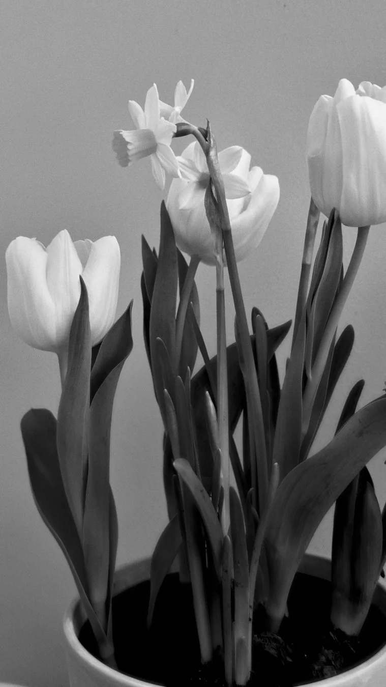 Spring On The Windowsill