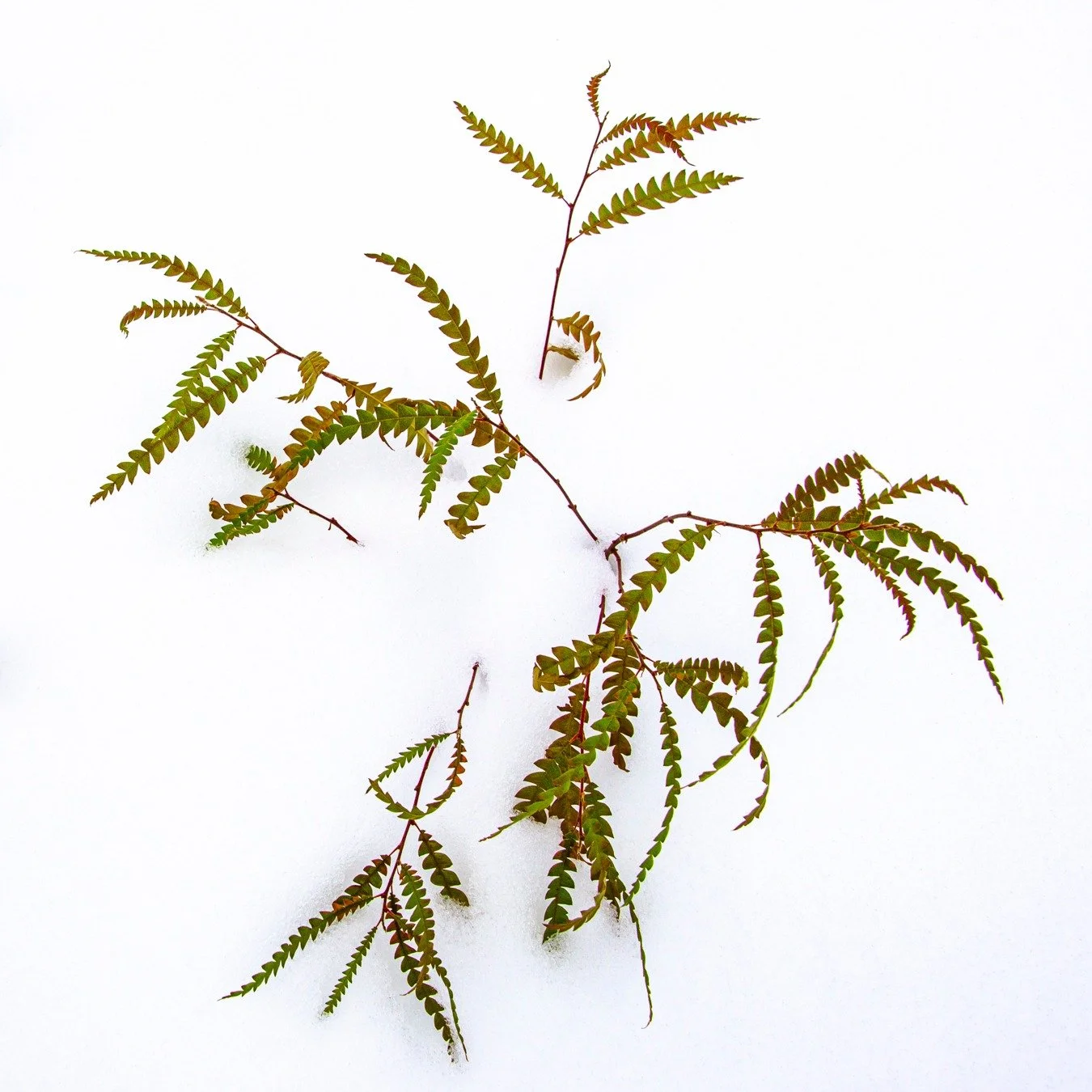 .
.
Comptonia In The Snow
.
.
Comptonia peregrina, commonly known as sweet fern, is a hardy native shrub found across sandy soils and open woodlands in the northeastern United States and Canada. Despite its name, it isn&rsquo;t a true fern but a low 