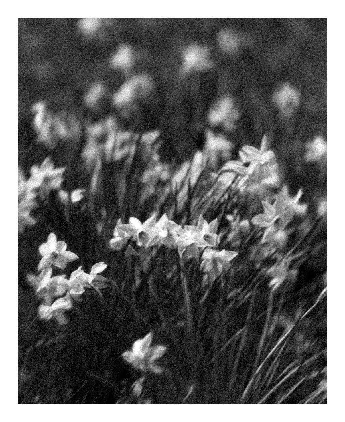 .
.
Most of the spring gardens have moved on but we're still doing daffodils here.
.
.
