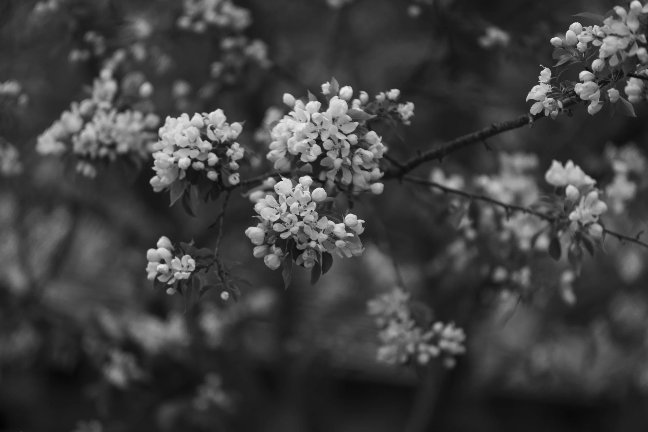 First To Flower