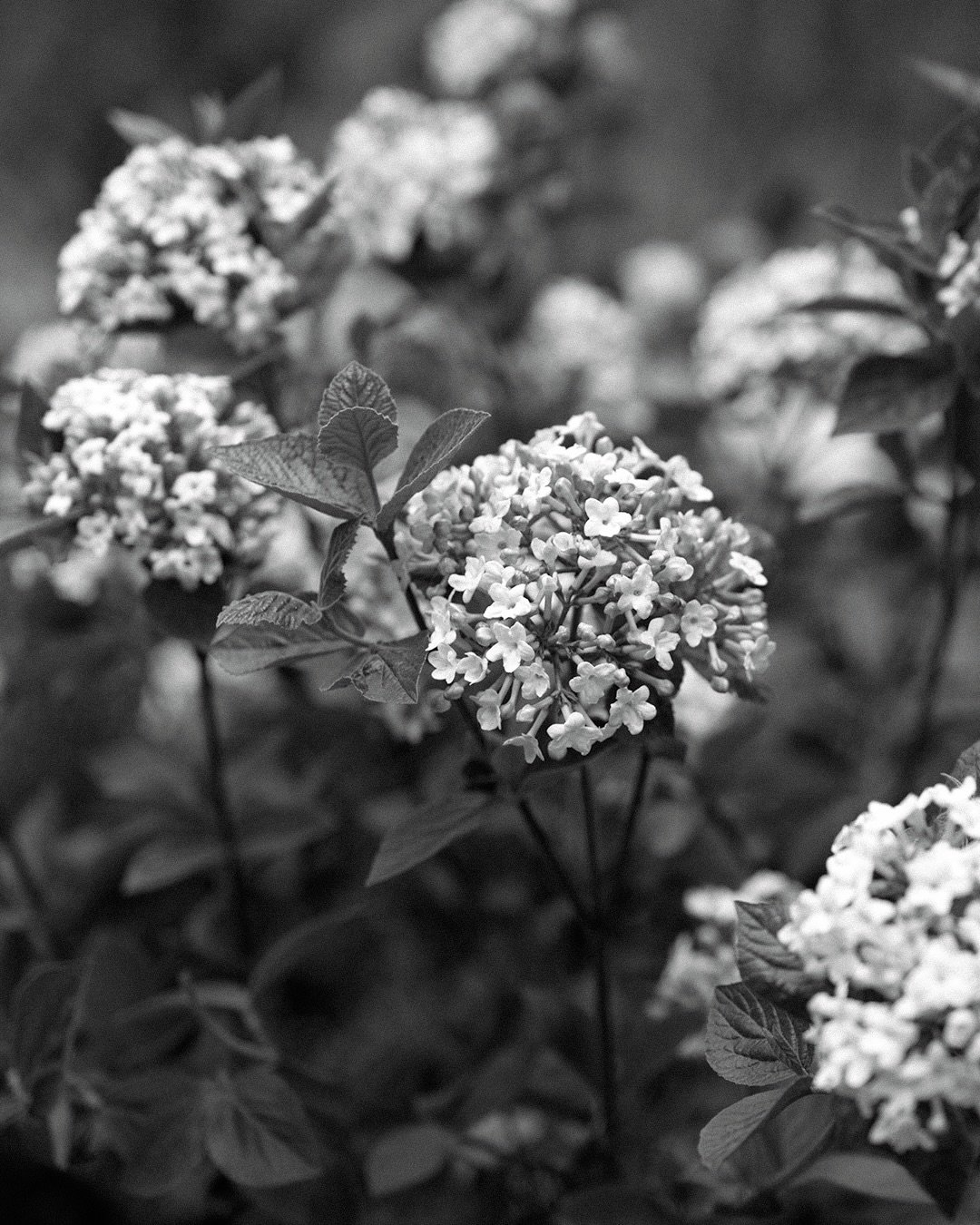 Place this shrub near a porch or somewhere sunny where you sit in the early spring and enjoy its intoxicating fragrance. Viburnum carlesii, commonly known as Korean spice viburnum, is treasured for a fragrance so rich and captivating that it can stop