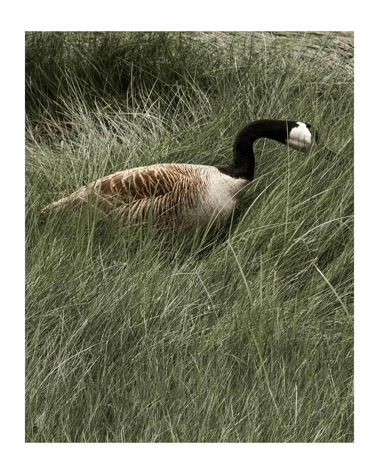 Birdland