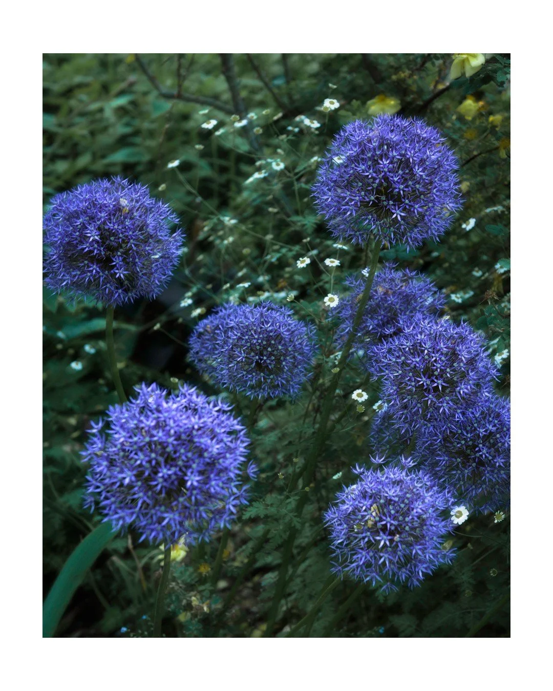 .
.
Rhapsody in Blue
.
.