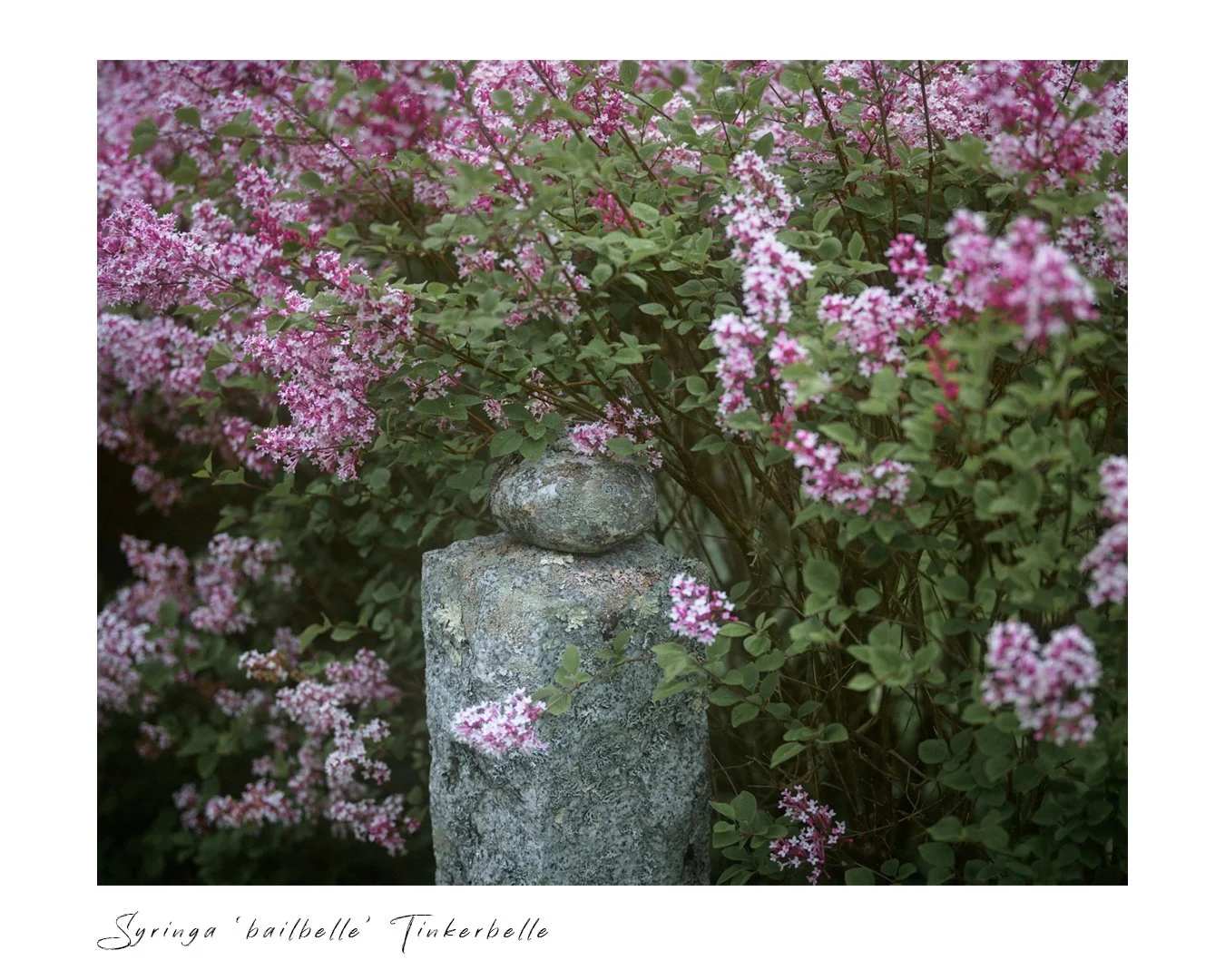 .
.
Tinkerbelle Lilac
.
.