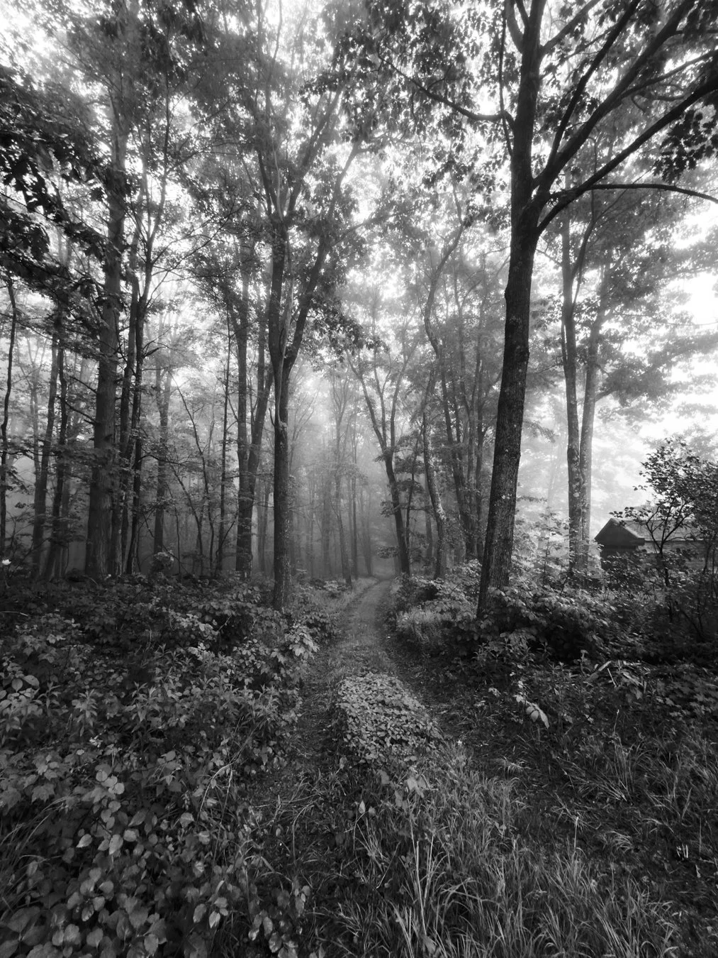 misty-20240527-IMG_2656untitled.jpg
