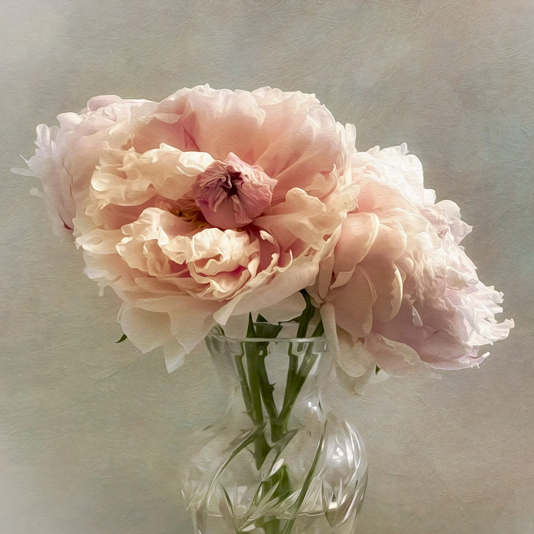 peony- copy.jpg
