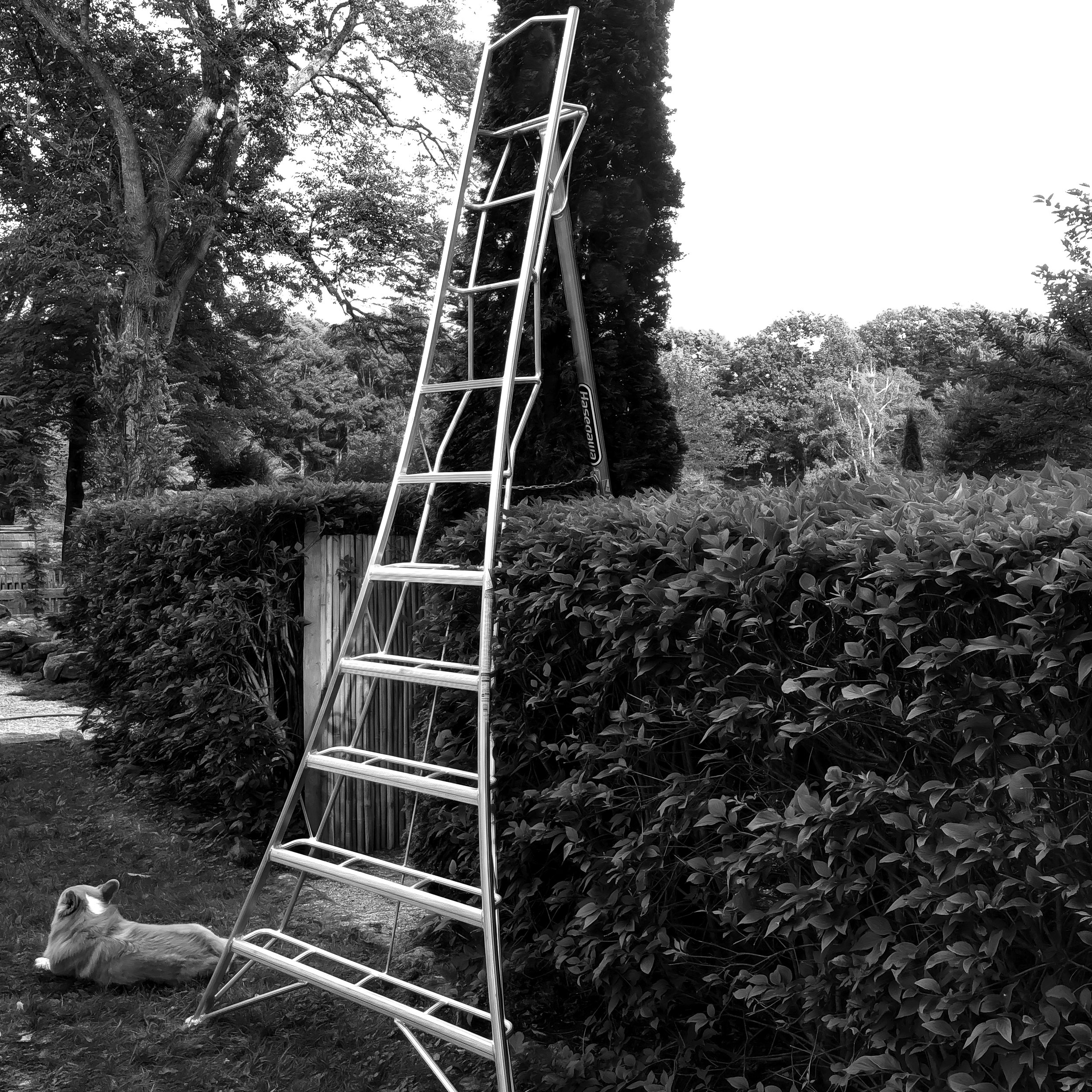 july ladder- copy.jpg