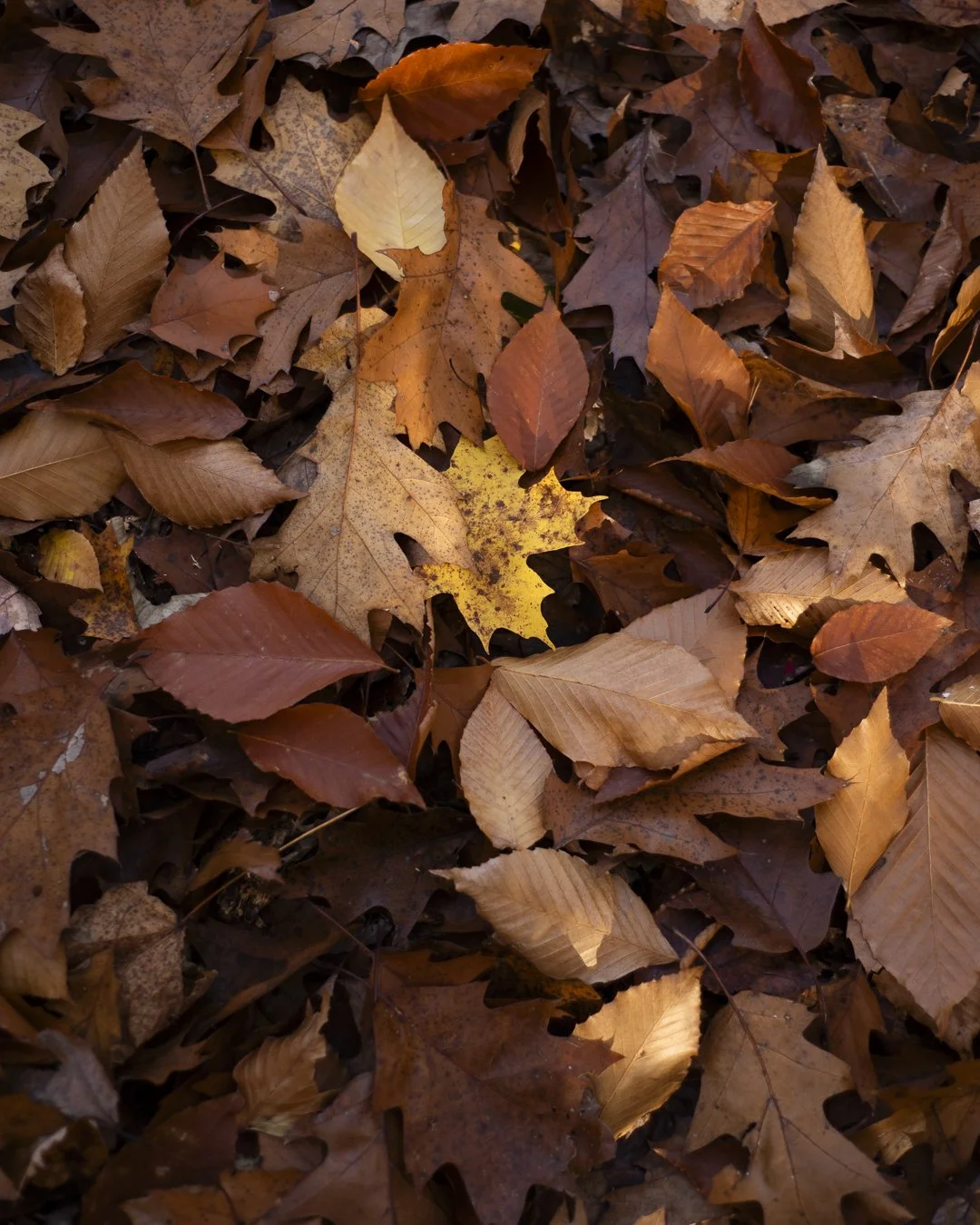 leaves-8100556.jpg