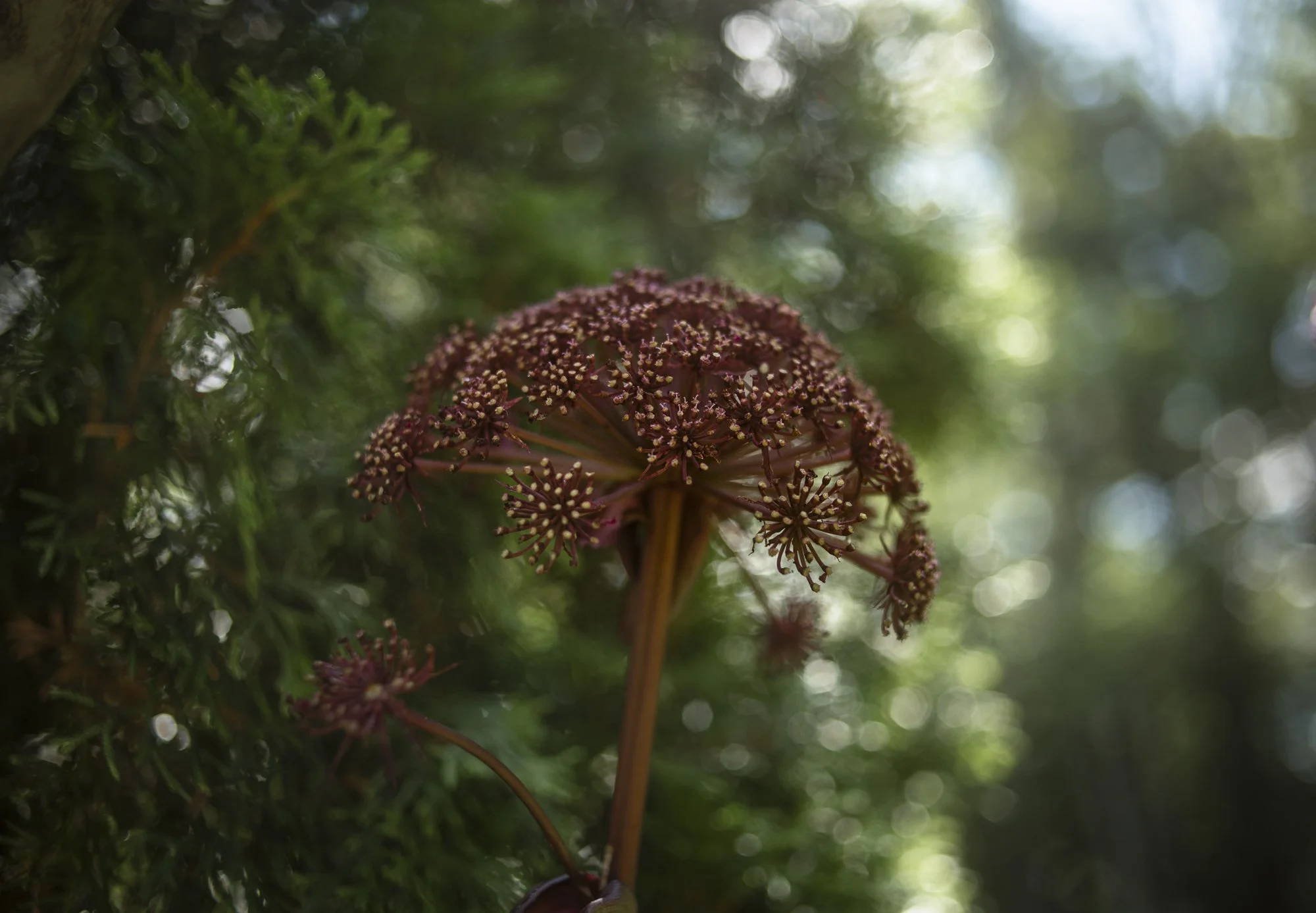august-8101728.jpg