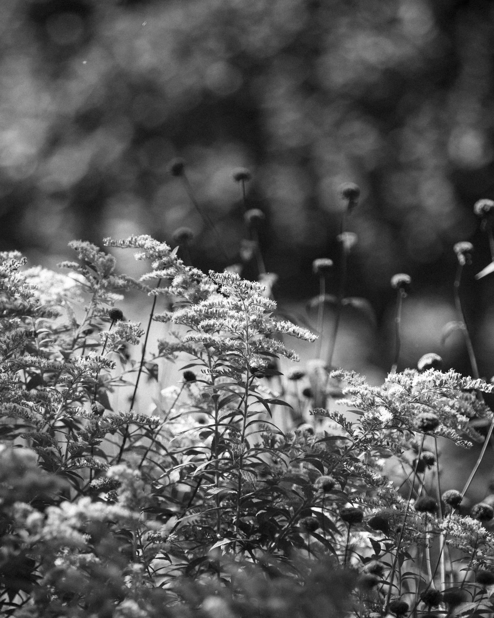 goldenrod-8504341.jpg
