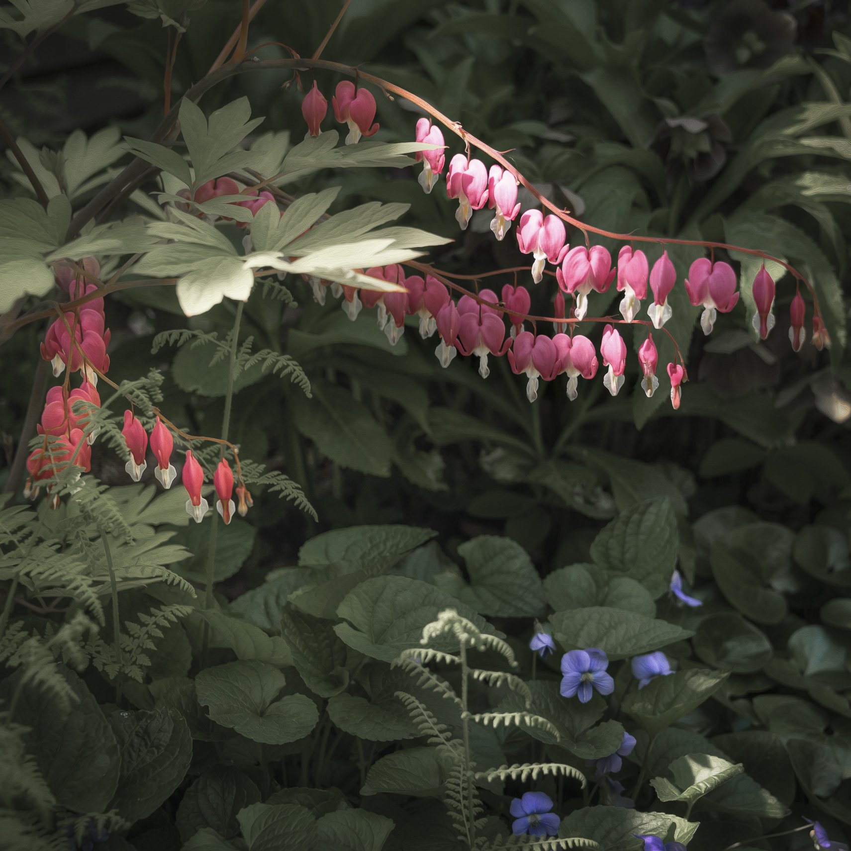 bleeding heart-.jpg