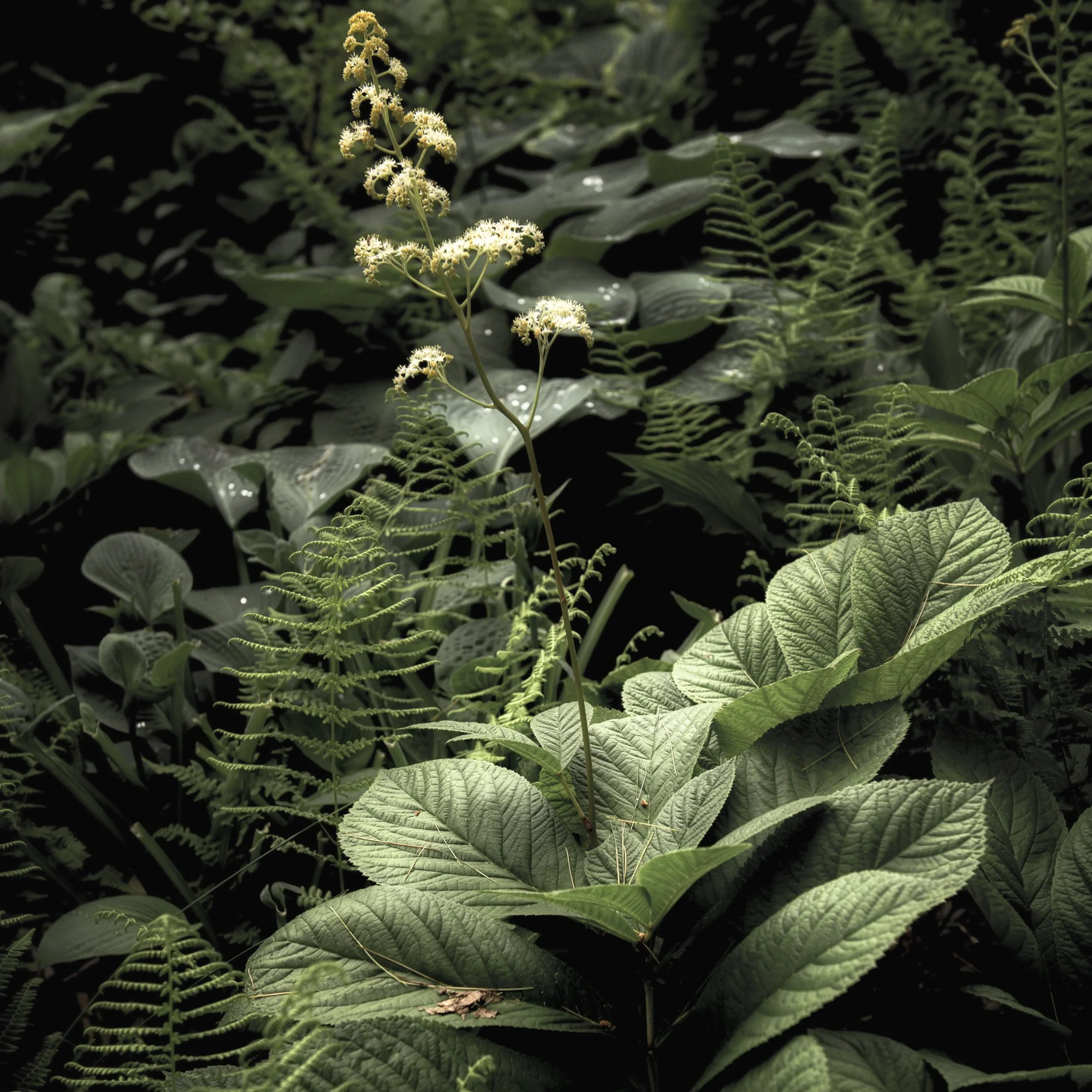 june rodgersia-20230615-_8503139-Edit.jpg