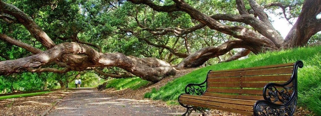 View-of-a-park-with-a-chair-and-an-old-tree_b.jpg
