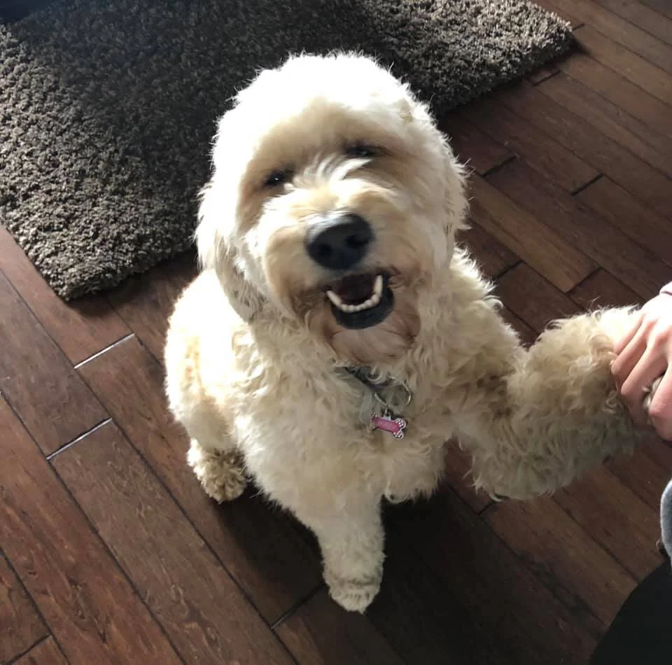 Maci Cheesin (Copy)