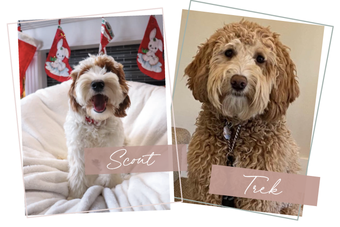 Scout and Trek (Jan β22)