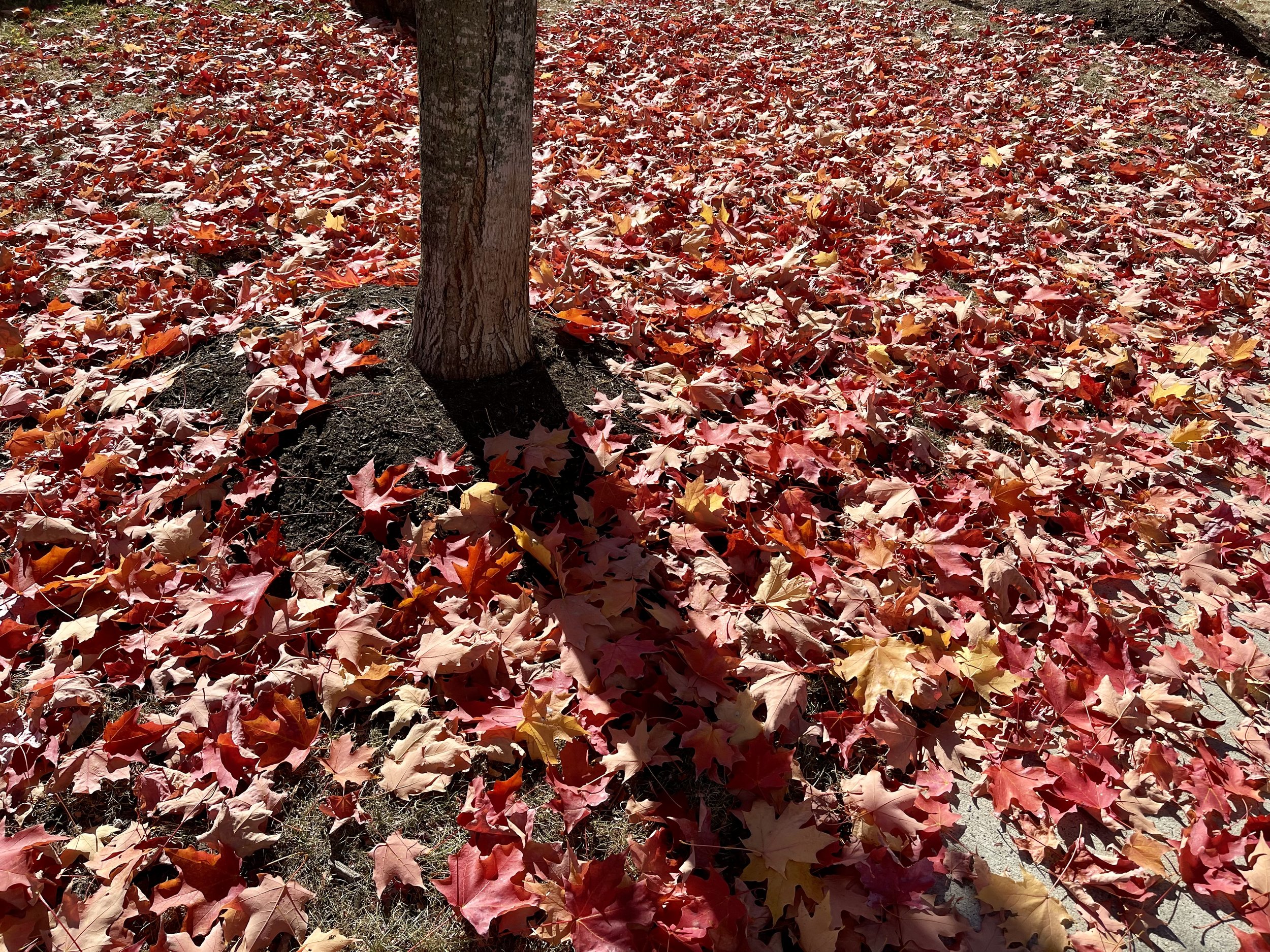 Letting go gracefully, with the Fall season