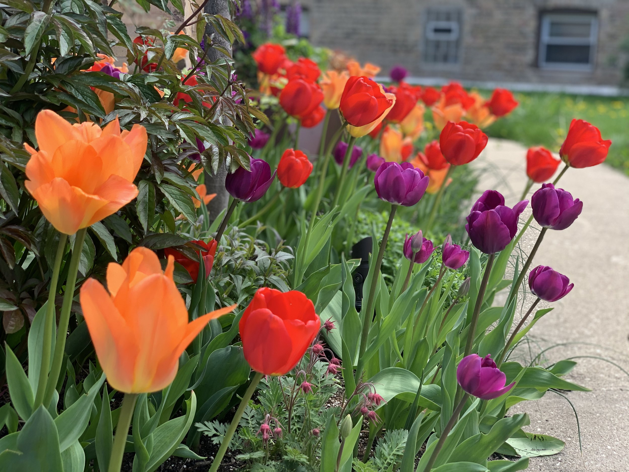 3Rooftopia-spring-color-tulips-garden-curbappeal-bulbs-landscape-maintenance.jpg