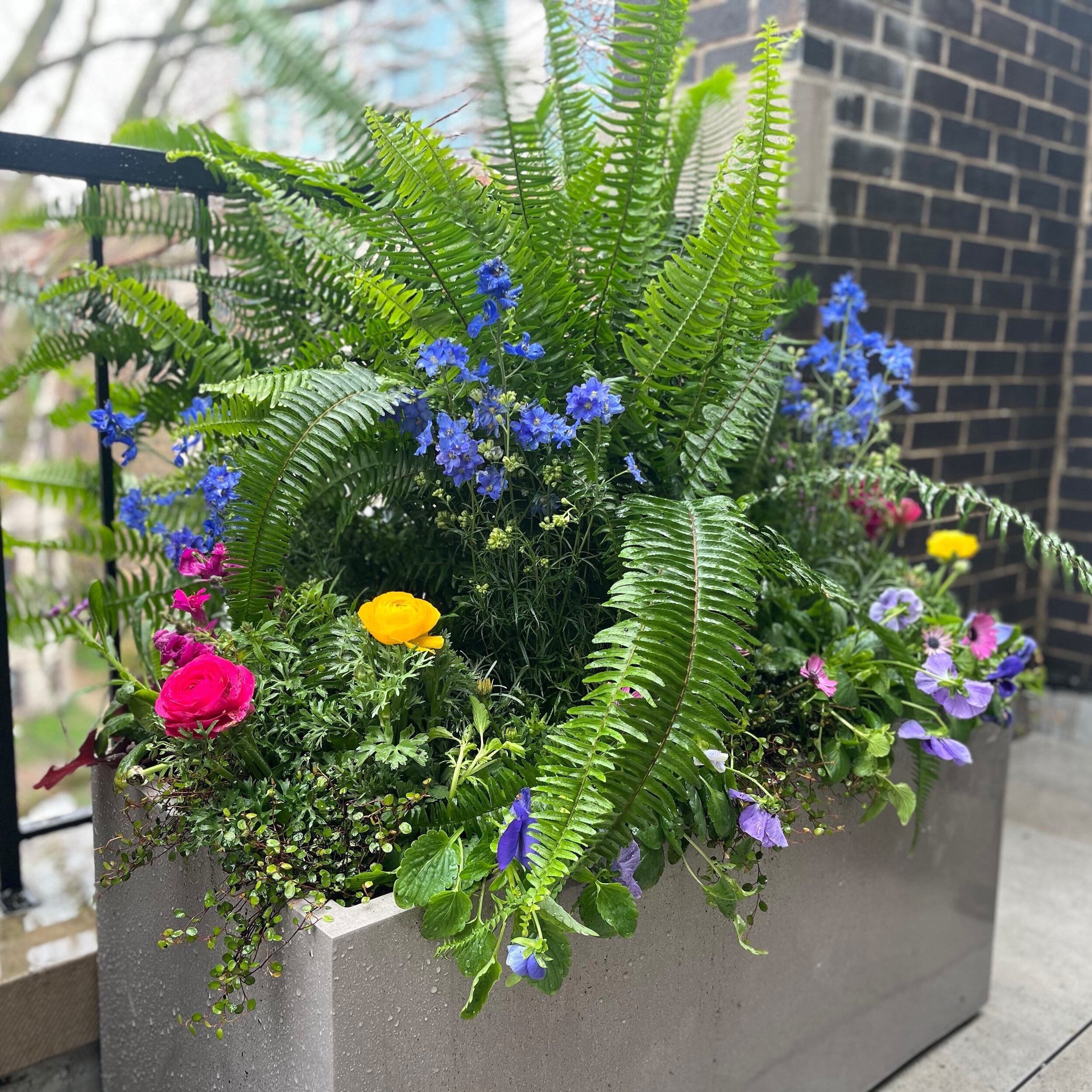It&rsquo;s spring container season! Colorful cold hardy flowers are bringing us so much joy and putting the 🌷spring🌷 in our step! 

#springcontainers #springgarden #rooftopiachicago #flowersmakemehappy #curbappeal #chicagolandscapedesign #luxuryhom