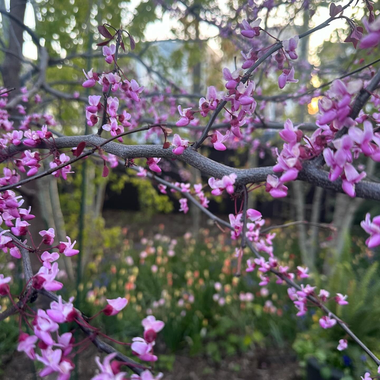 In celebration of Arbor Day 🌳 we&rsquo;re grateful to the magnificent trees that enrich our lives and our planet. Trees provide us with oxygen, shade, and beauty, but they also play a crucial role in supporting biodiversity, including our essential 