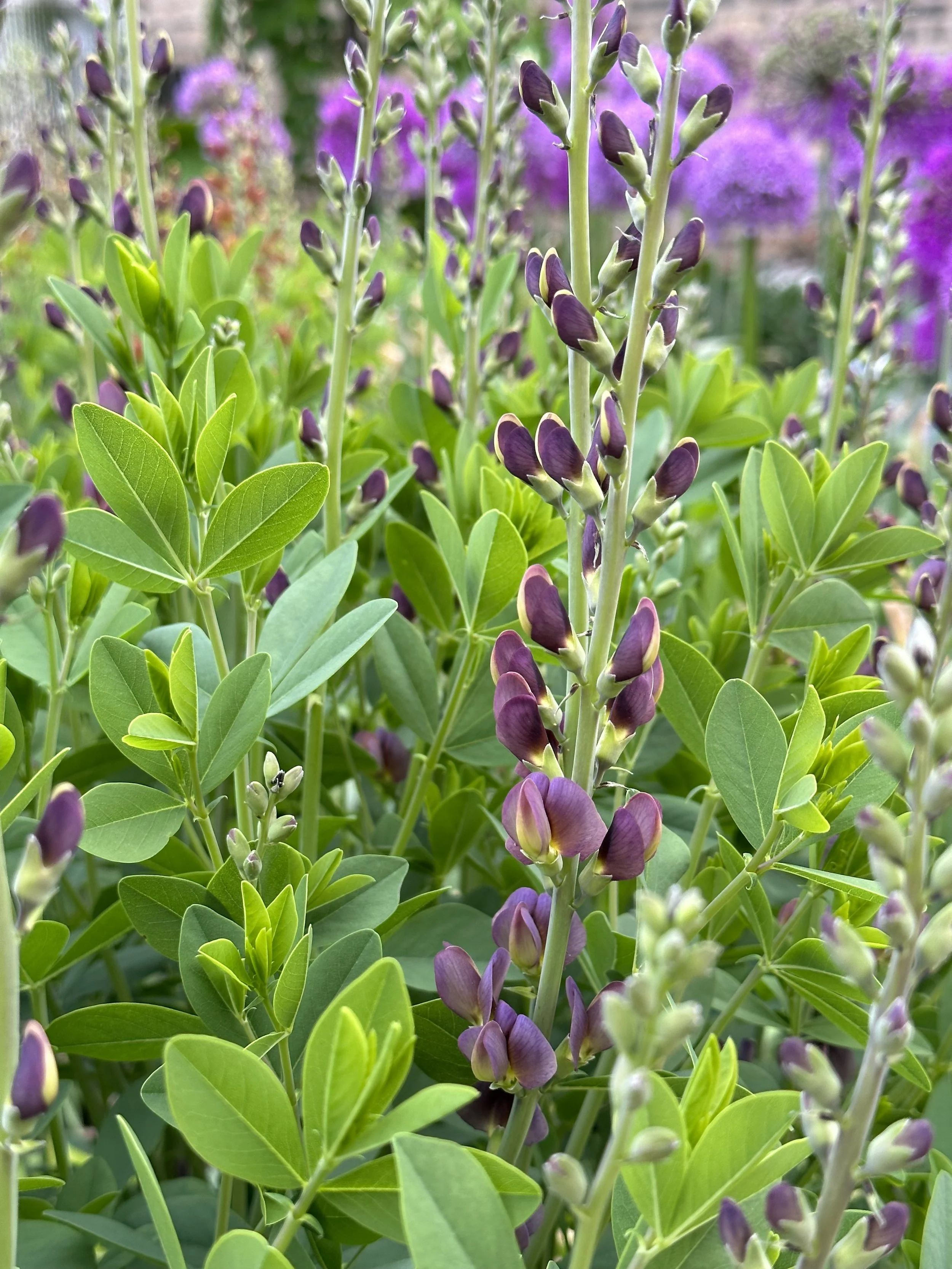 Baptisia (5).jpg