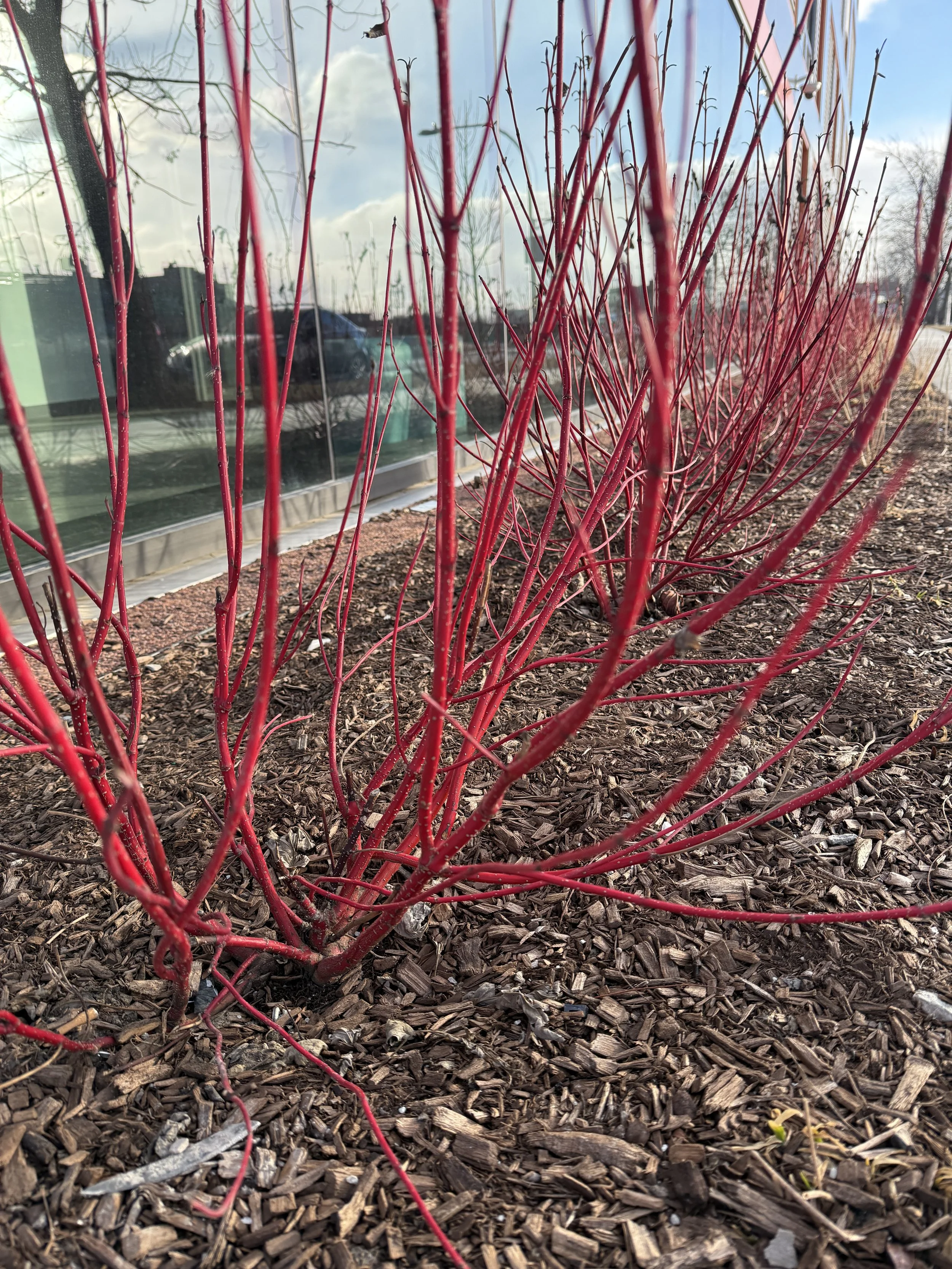 February Native Plant: Red Twig Dogwood