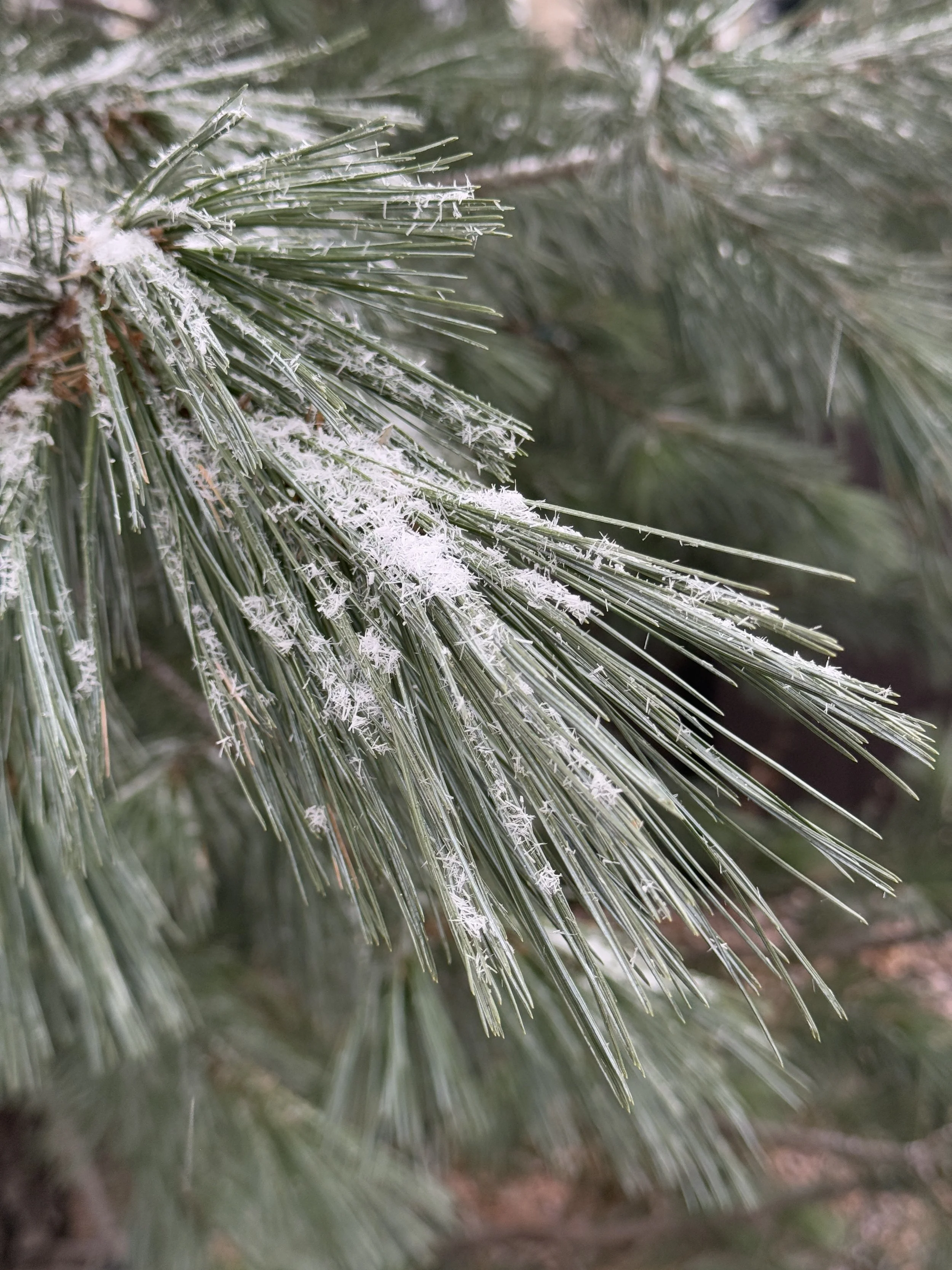 The Benefits of Snow in Your Winter Garden
