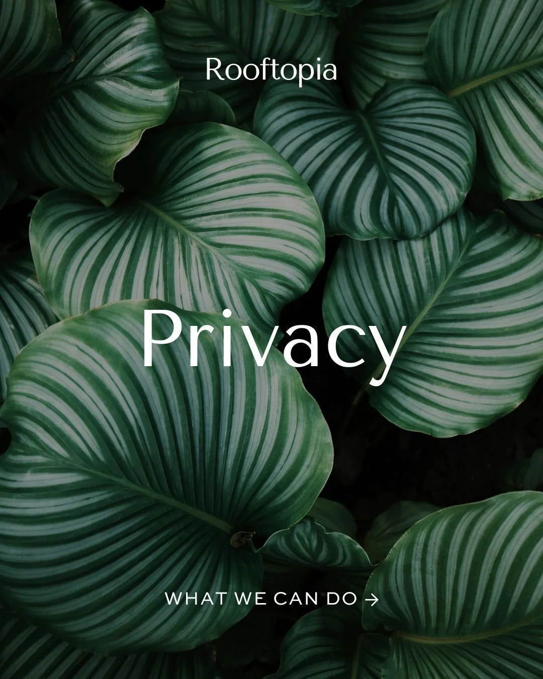 At Rooftopia we consider the challenge that our customers have in their outdoor spaces. Privacy is a big one that we are asked about. We create elements that add both function and style, helping your rooftop feel like a true retreat.

#OutdoorPrivacy