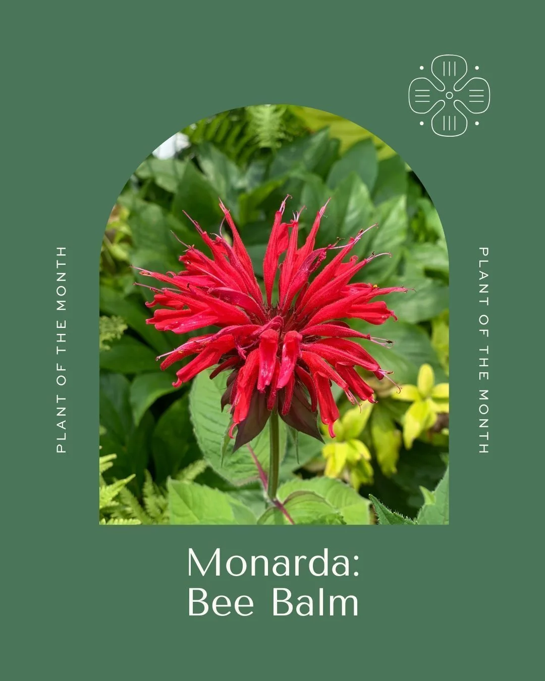 Nothing says summer quite like Monarda (aka bee balm or wild bergamot)! In full bloom through July and August, this pollinator-friendly perennial adds bold color, buzzing energy, and ecological benefits to any garden or landscape. 
Have any questions