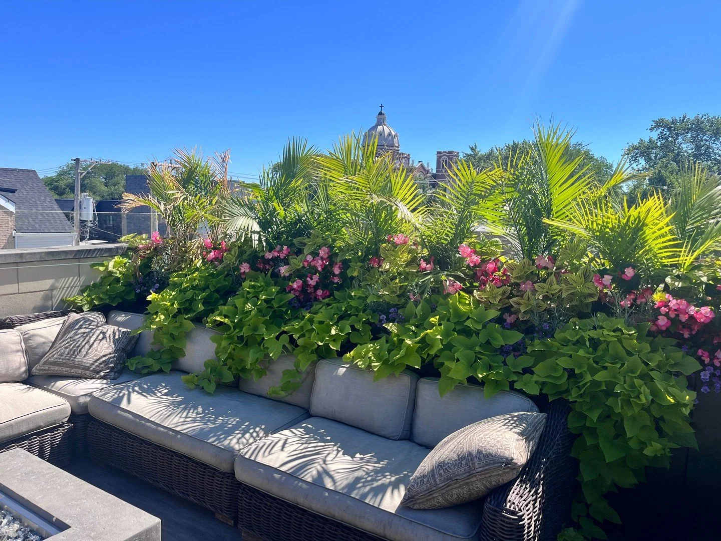 One space, many seasons.
Watching planters evolve year after year is one of the best parts of what we do.  There is such a transition from when we plant to the end of a season. 

#SeasonsInBloom #Rooftopiachicago #RooftopGarden #PlanterDesign
