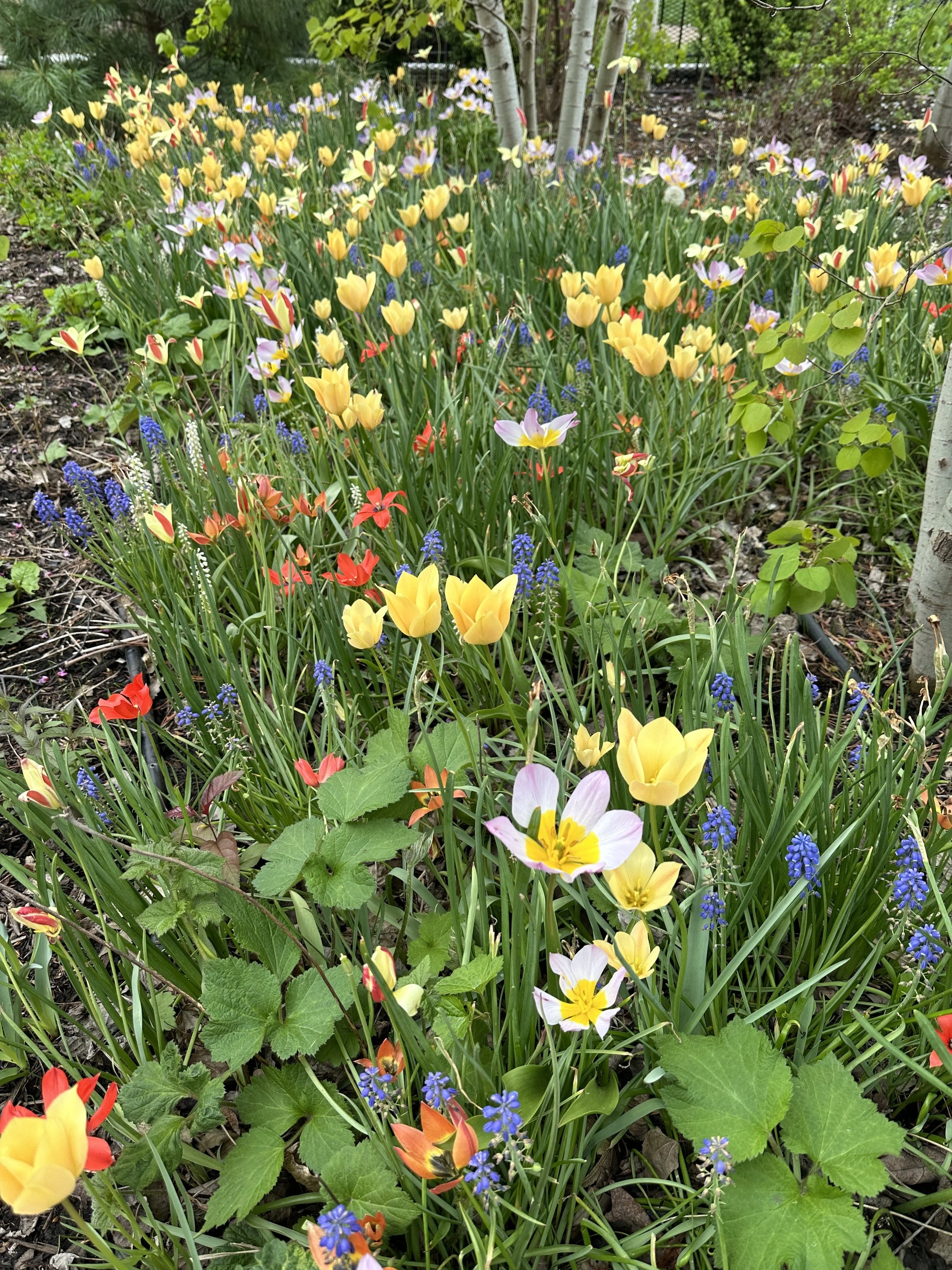 Plant Fall Bulbs For A Beautiful Spring Garden