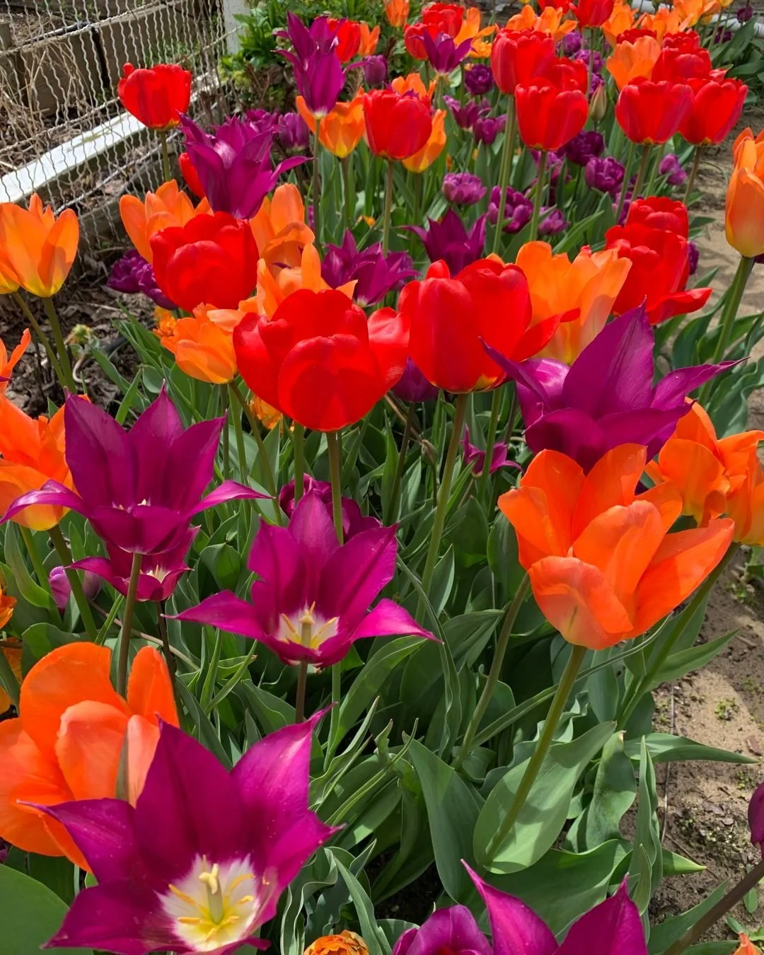 Quick reminder that our fall bulb deadline is coming up on September 19th! If you want a beautiful spring, make sure to email us to get on the list. You can email inquiry@rooftopia.com. 
We also have a Resource guide to bulbs that just went live! Cli