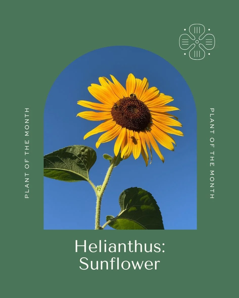 Our September Native Plant of the Month is the Sunflower (Helianthus) !
More than just a pretty face, sunflowers are pollinator magnets, soil healers, and seed-producing powerhouses. From detoxifying the earth to feeding wildlife, these blooms do it 