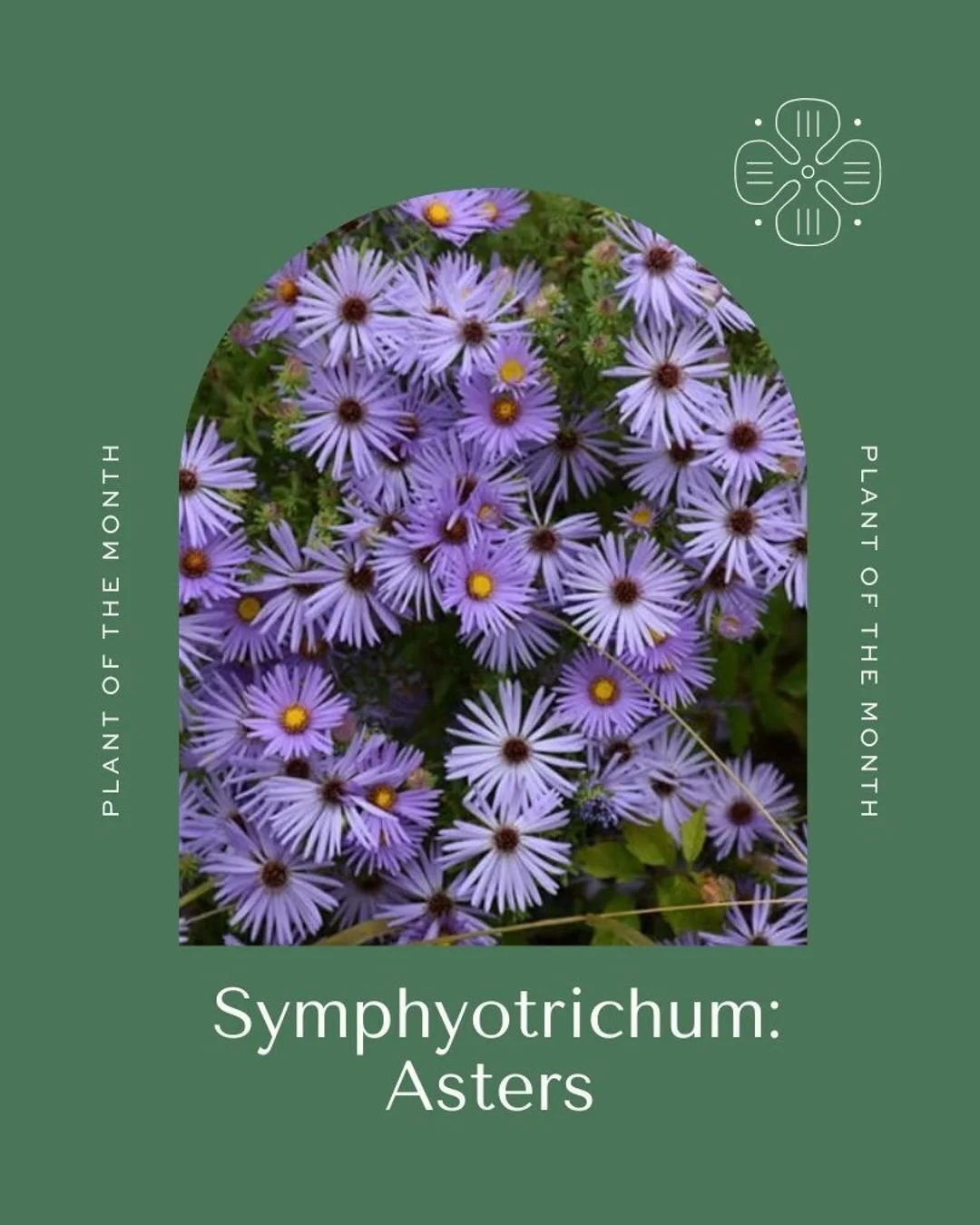 Our native plant of the month is the Aster plant! There are so many reasons we love this native plant, the color, the abundance for our wildlife and so much more. Check out the Resource link in our bio to find out more about this gorgeous plant!