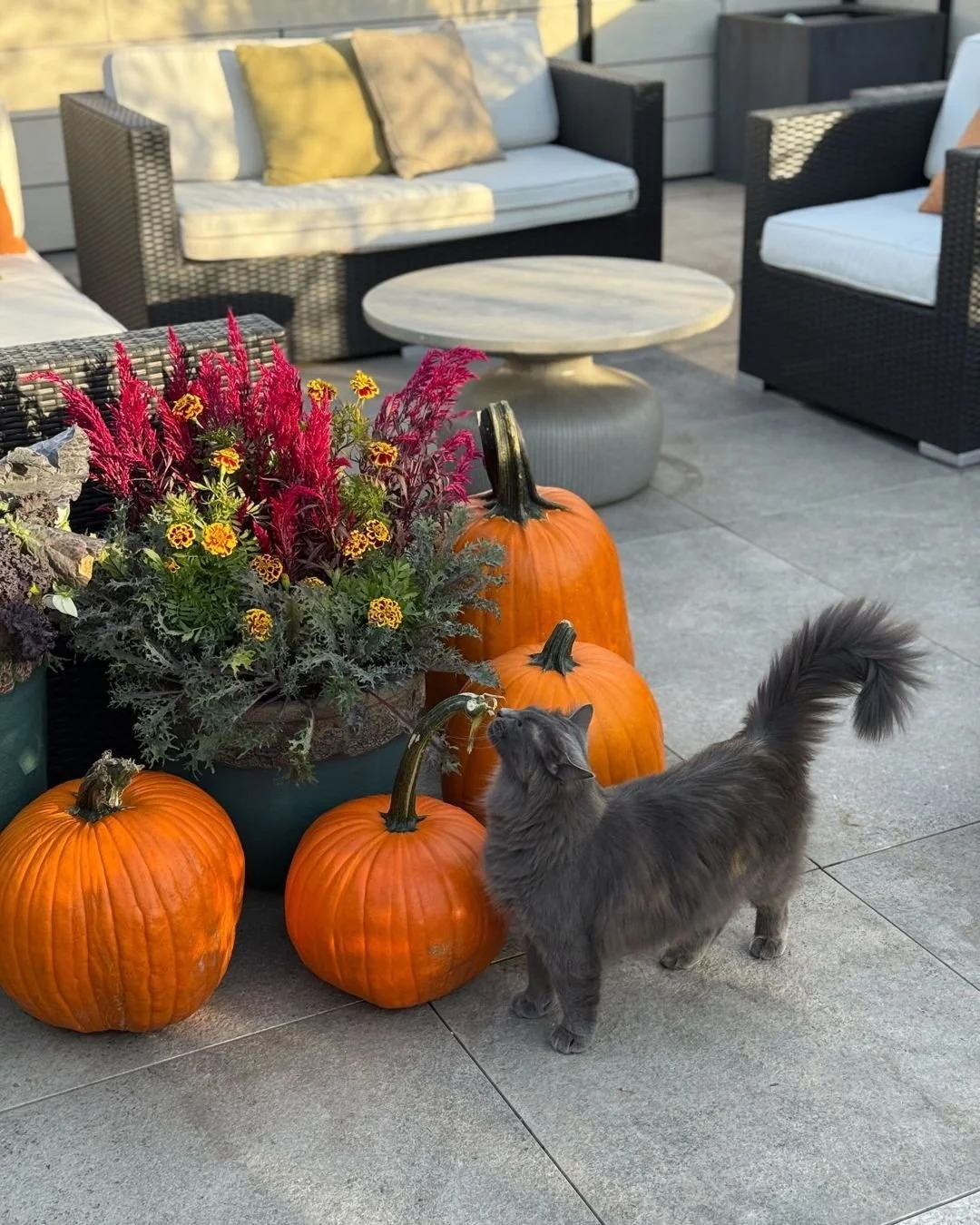 Happy Halloween! We hope you all have a wonderful day and get all the tricks and treats you desire!

#halloweendecor #catmagic #happyhalloween