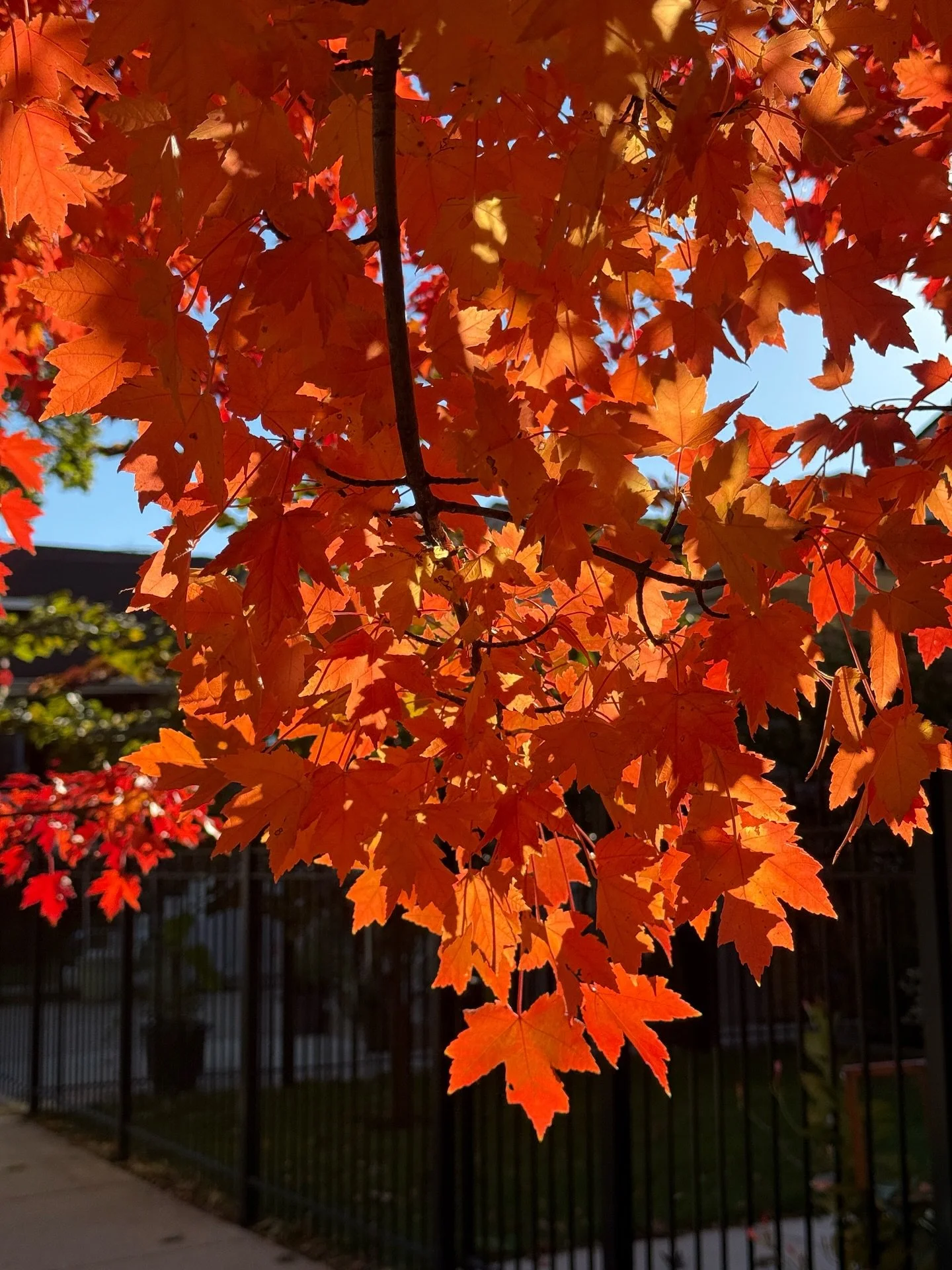 The colors in Chicago are really showing off right now! What&rsquo;s your favorite foliage? 

We are in love with the Maple trees, American Beech, Sumac, Black Chokeberry and Paperbark Maple!