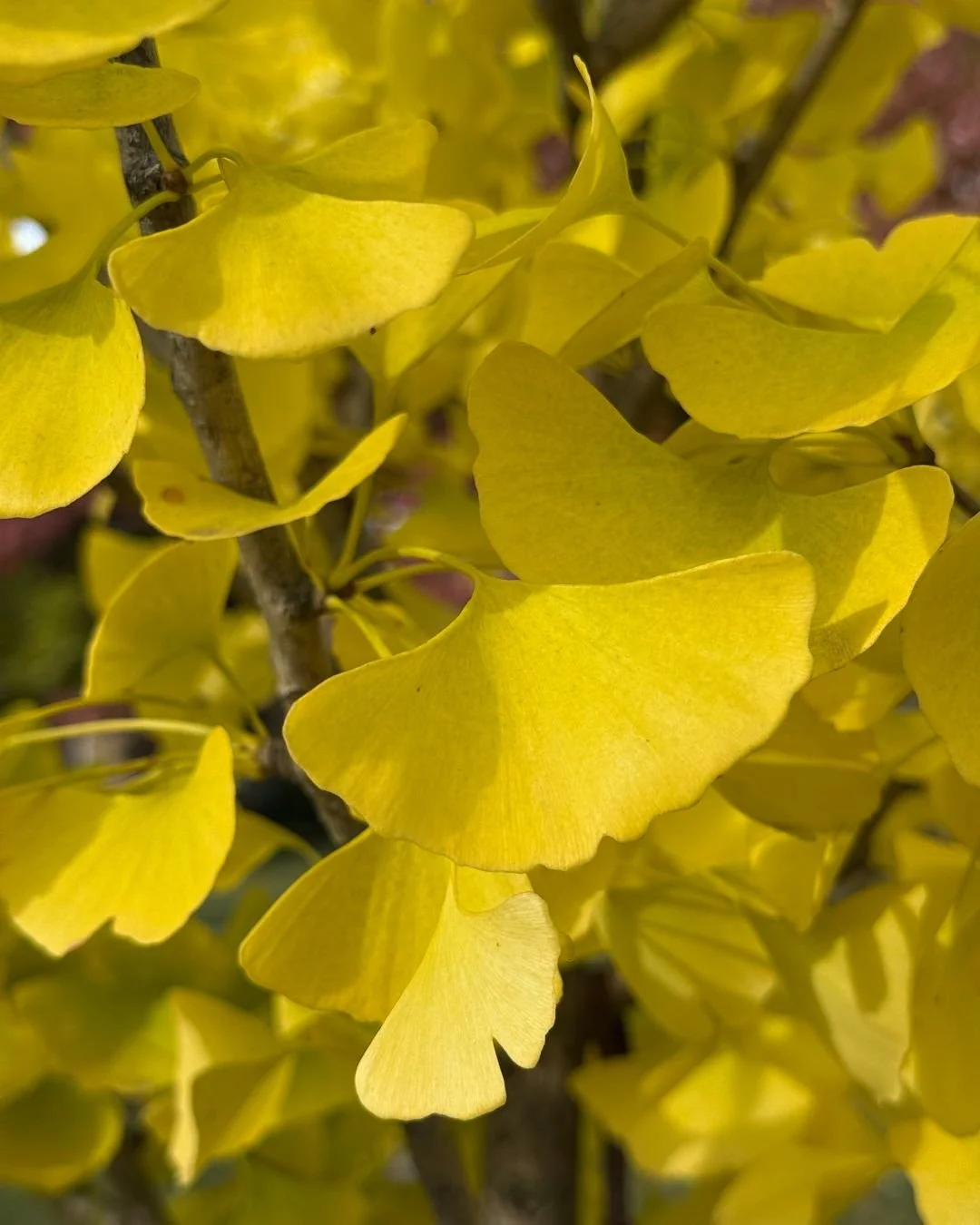 Still ogling the beautiful fall foliage around Chicago. So much color everywhere!