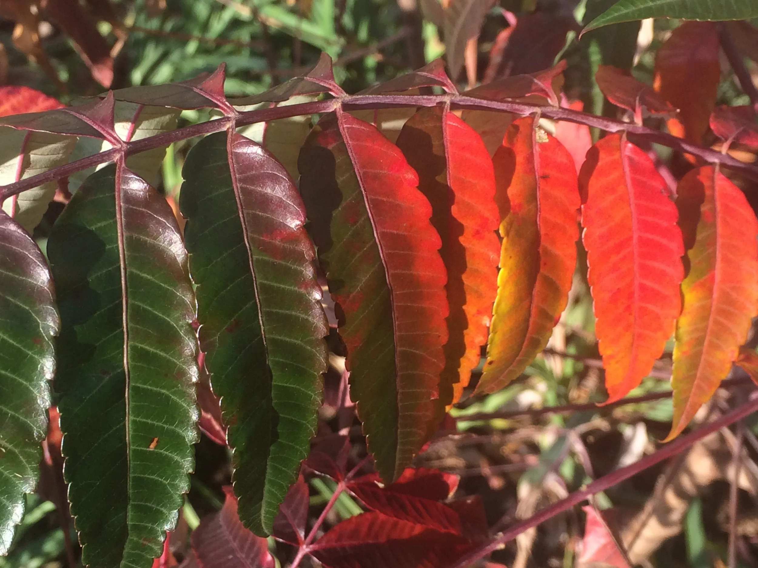 🌿 November Native Plant Spotlight: Staghorn Sumac (Rhus typhina)