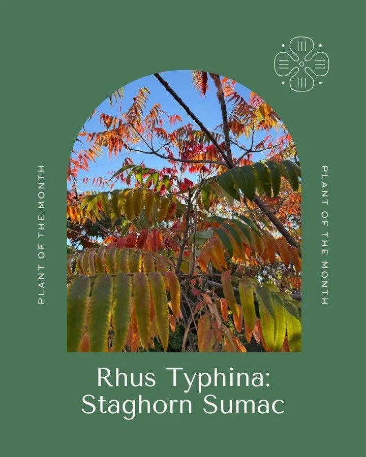 Our Native Plant for November is Staghorn Sumac! I mean, look at these fall colors! 
If you&rsquo;ve ever noticed a striking shrub or small tree with fuzzy branches and clusters of bright red berries along a Chicago roadway or hillside, chances are y