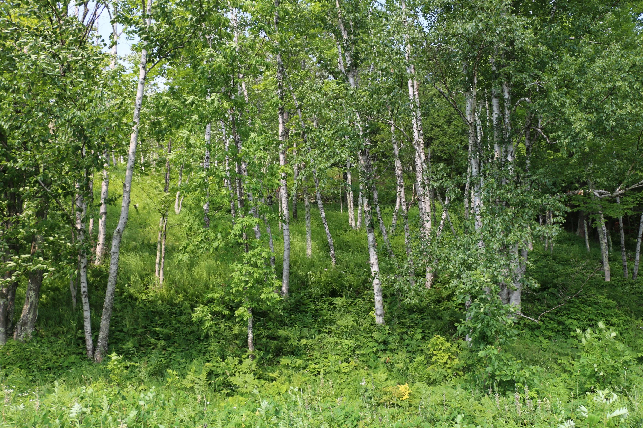 December 2025 - Native Plant of the Month: Birch (Betula, spp.)  