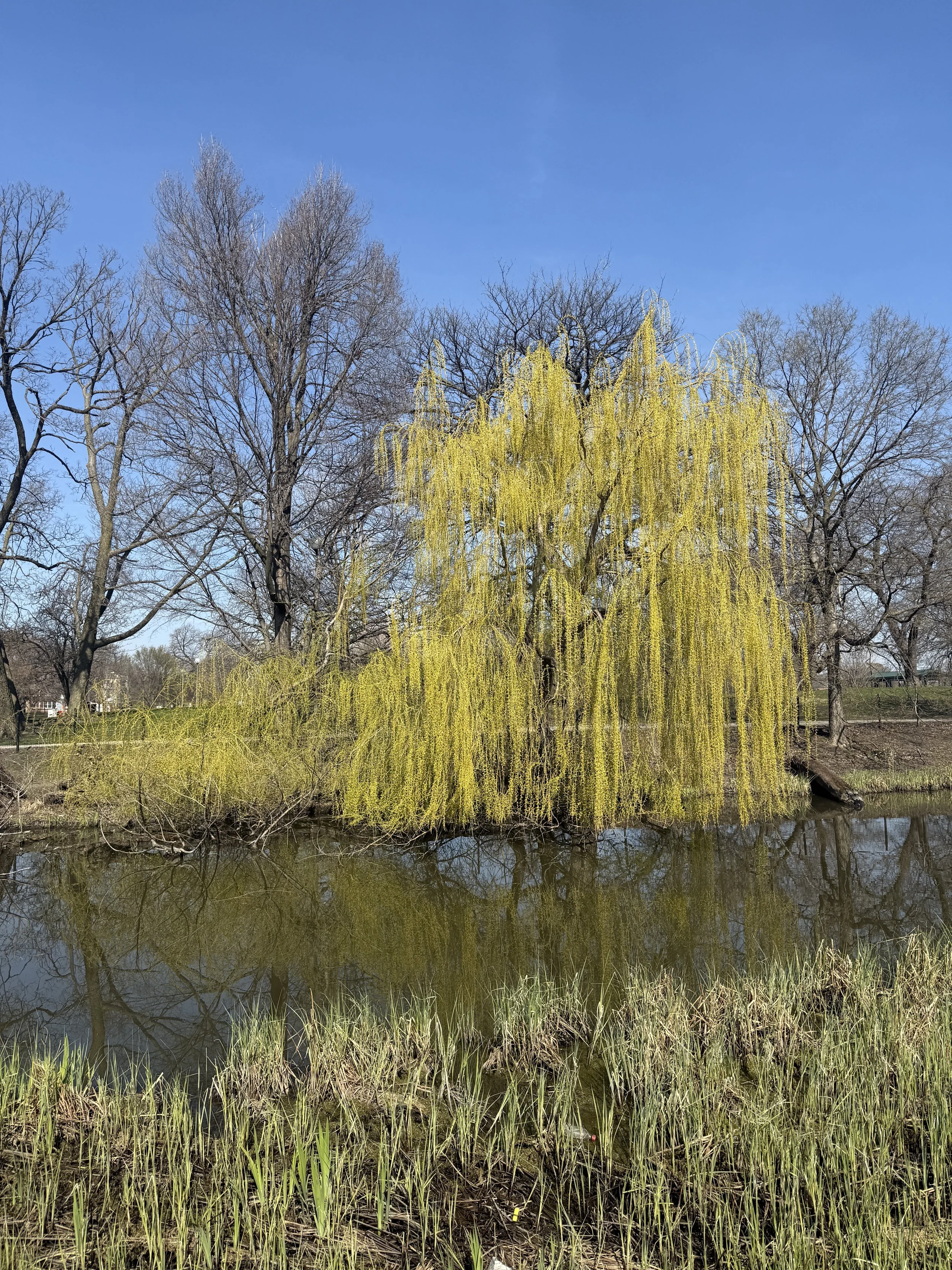 Why Are Native Plants (and Insects) So Important?