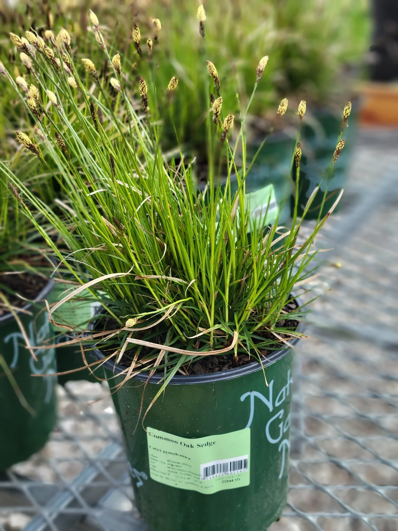 Carex pensylvanica 1G.jpg