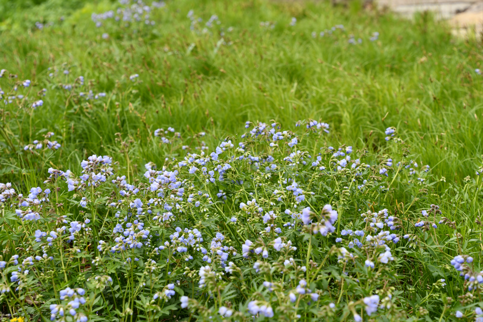 POlemonium reptans & Carex pen.png