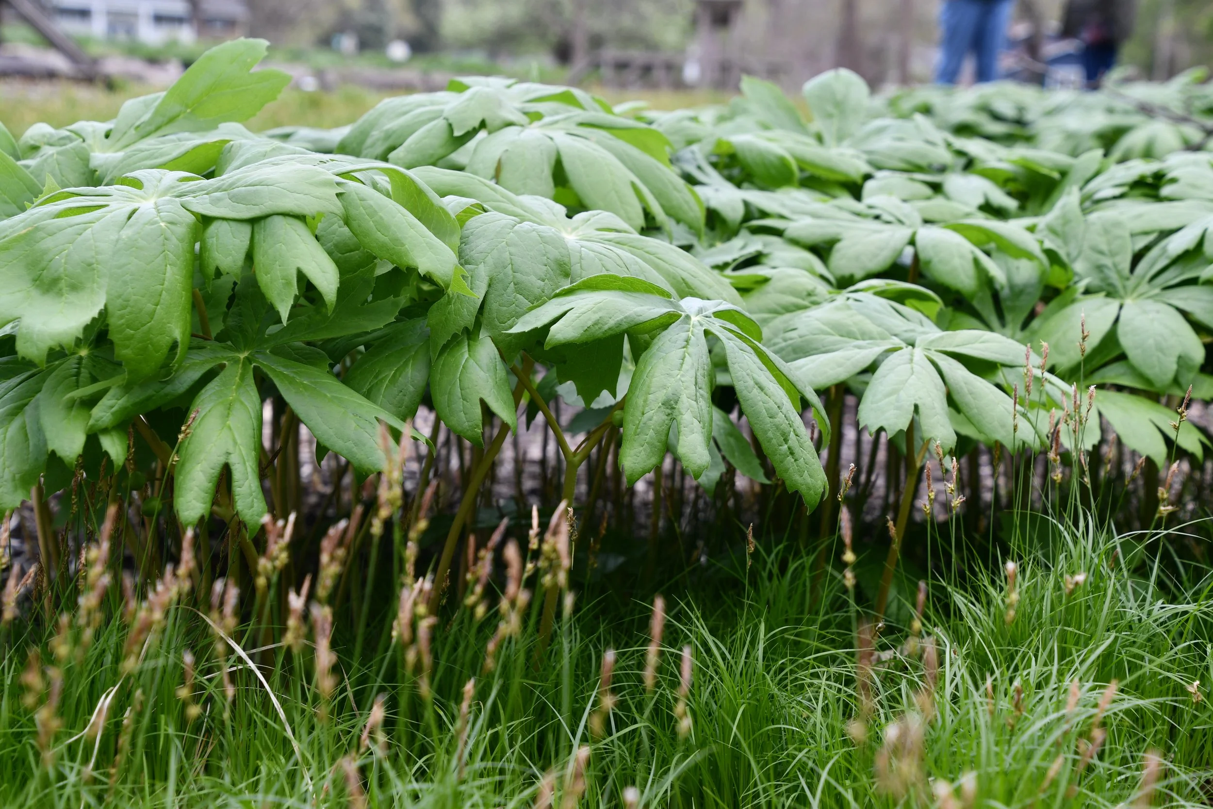 Podophyllum peltatum_Carex Penn_combo (2).JPG