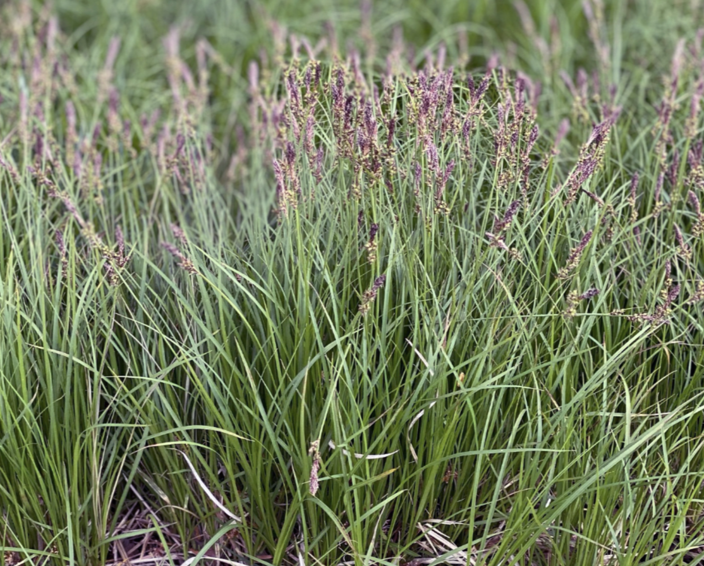 February 2026 Native Plant Of The Month: Carex Pensylvanica
