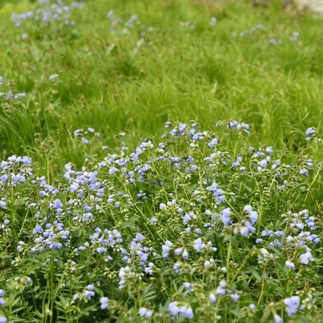 Looking for a plant that works hard without asking for much in return? 

Our February Native plant of the month is Carex Pensylvanica. &mdash; commonly known as Pennsylvania sedge (or Common Oak Sedge) . It might be the quiet hero your landscape need
